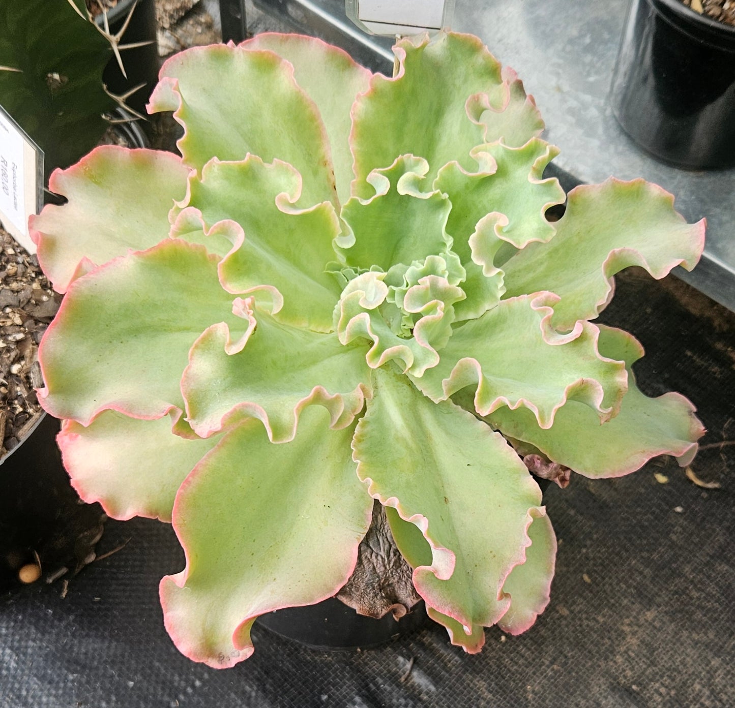 Echeveria Shaviana Frills - XL