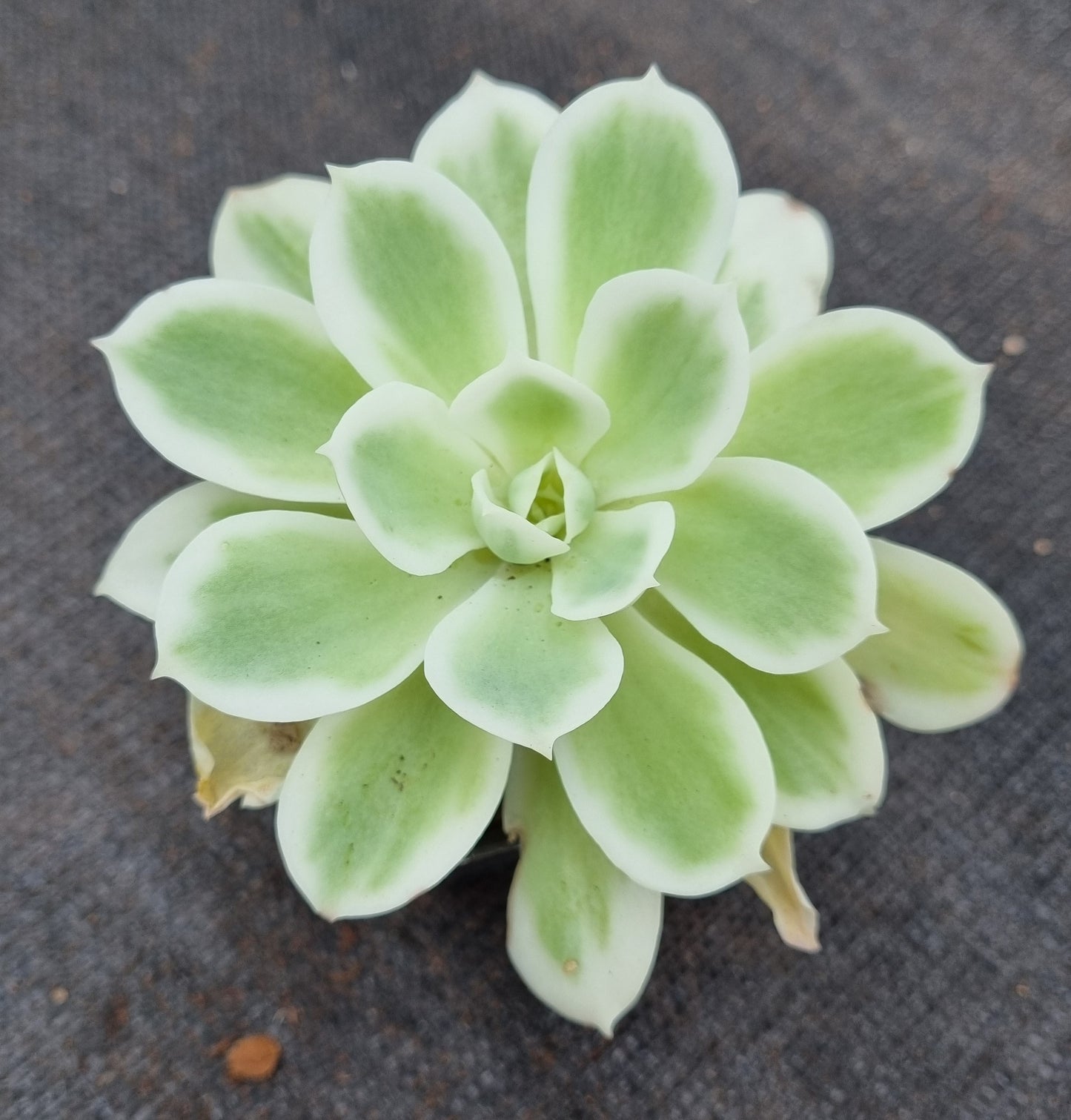 Echeveria Lemon Rose Variegated