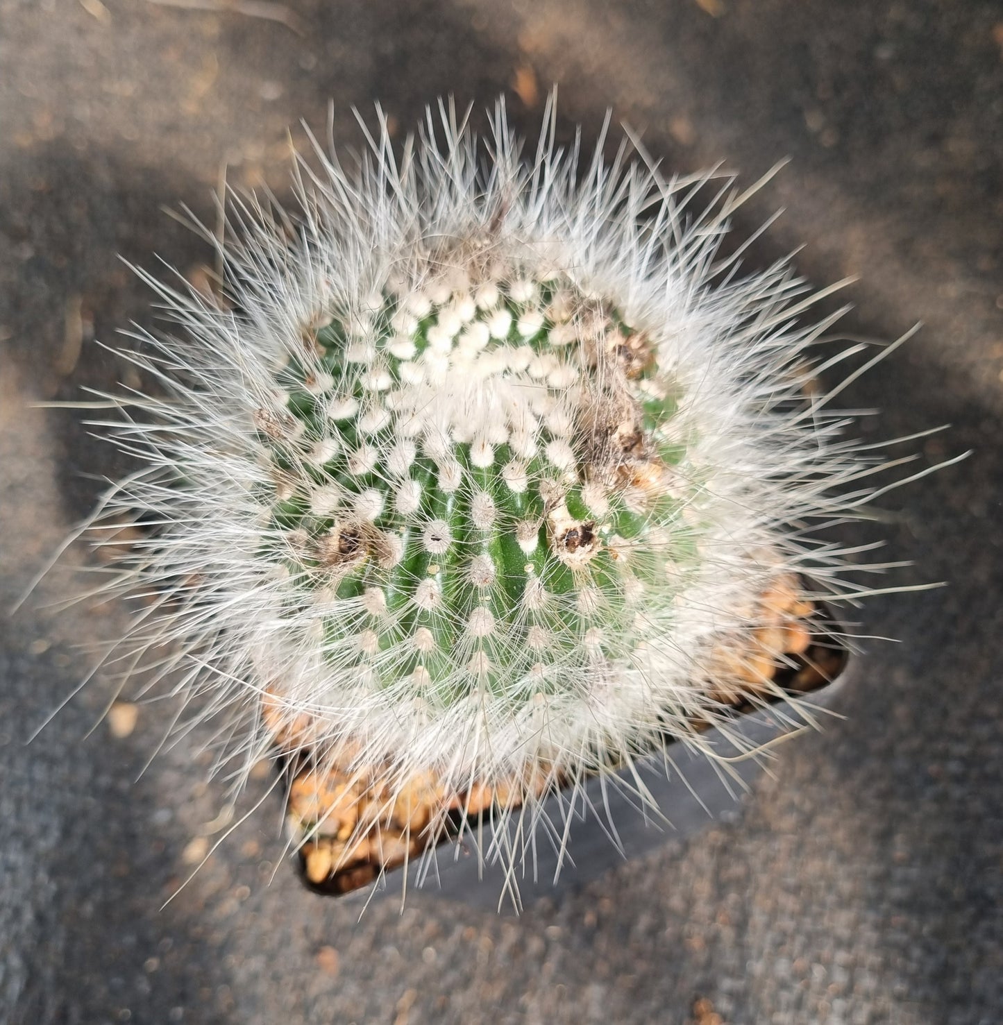 Notocactus Albispinus