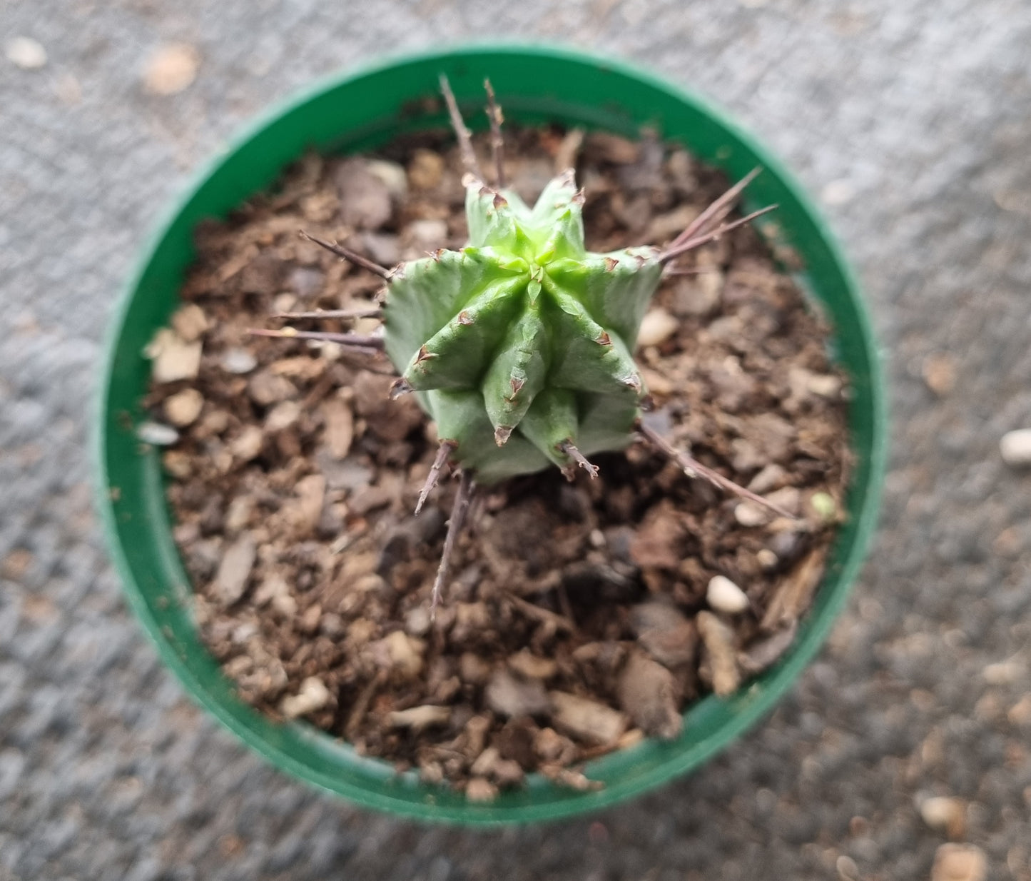 Euphorbia Horrida