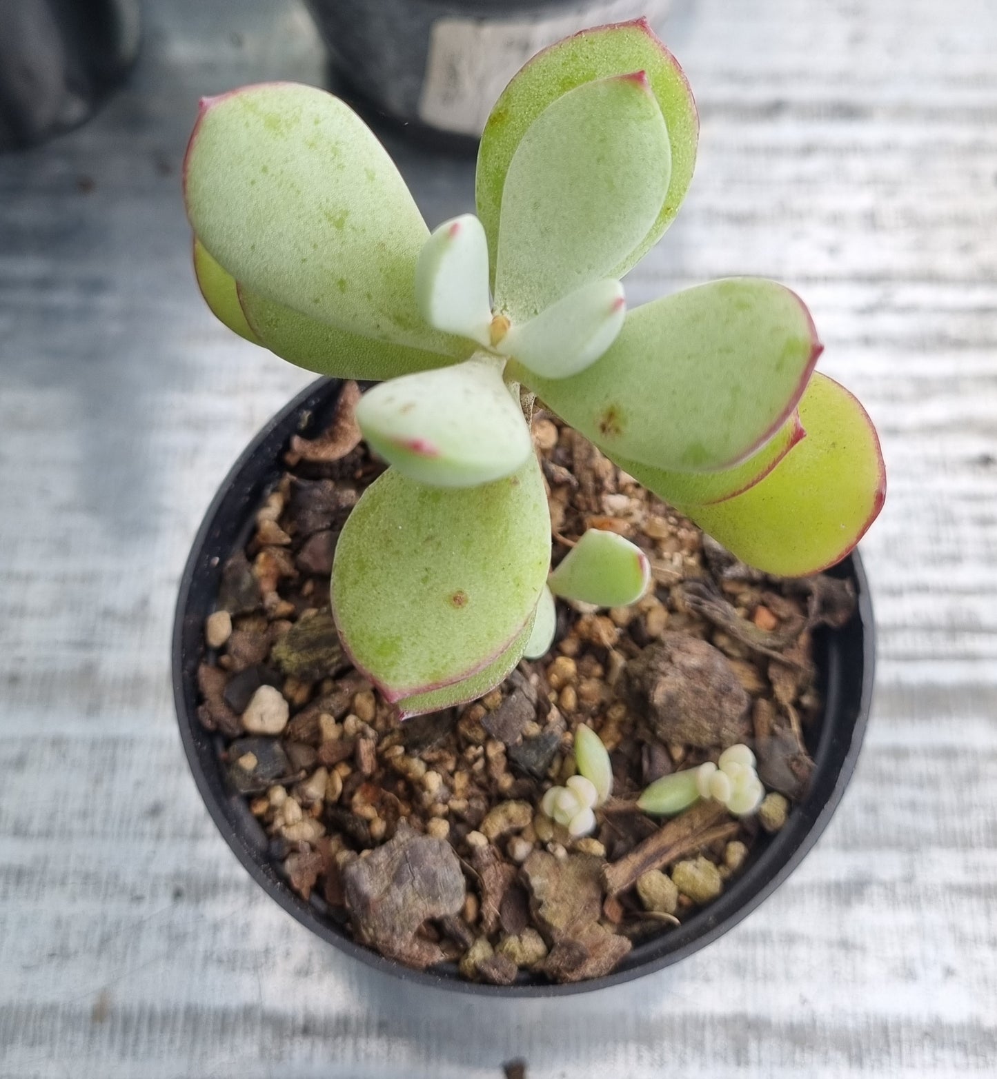 Cotyledon Pendens Kransklokkies