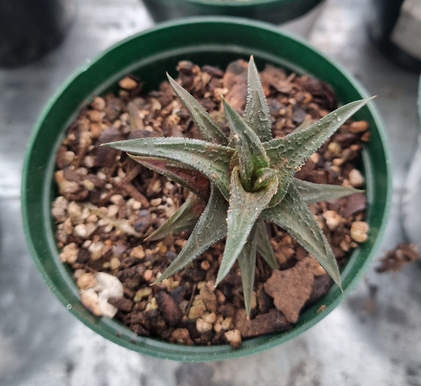 Haworthia Black