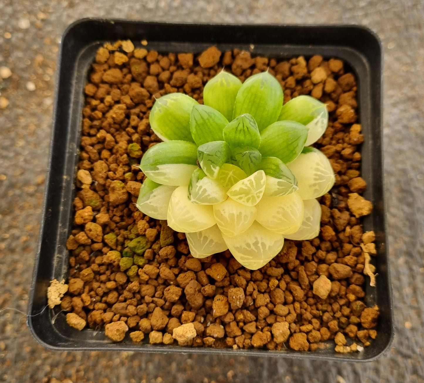Haworthia Cooperi Variegated