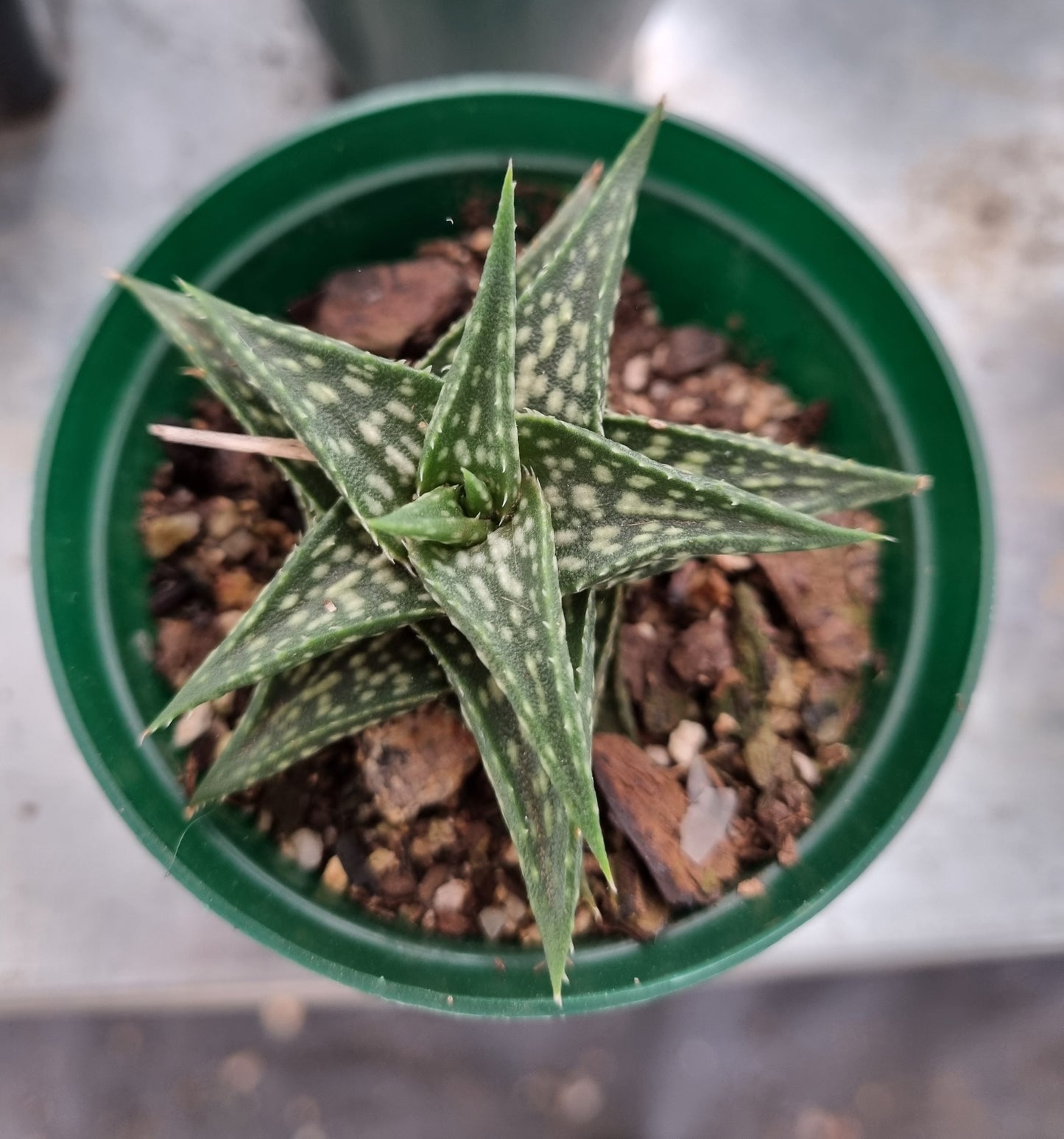 Aloe Descoingsii