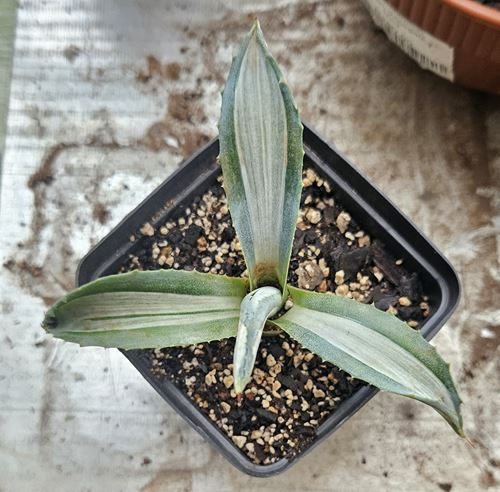 Agave Americana