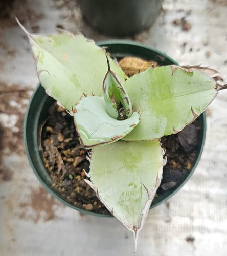 Agave Titanota White Ice