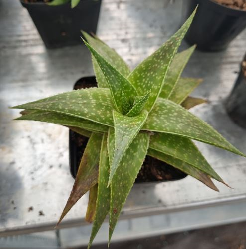 Gasteraloe Flow