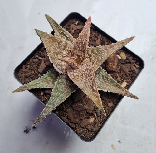 Aloe Diago