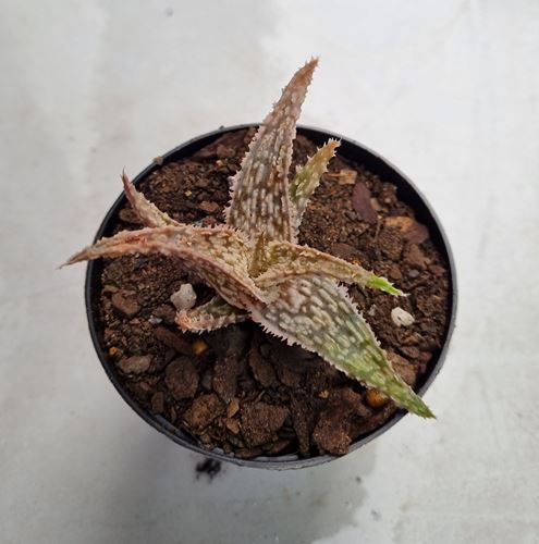Aloe Diago
