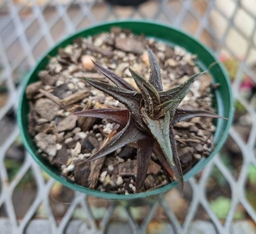 Haworthia Black