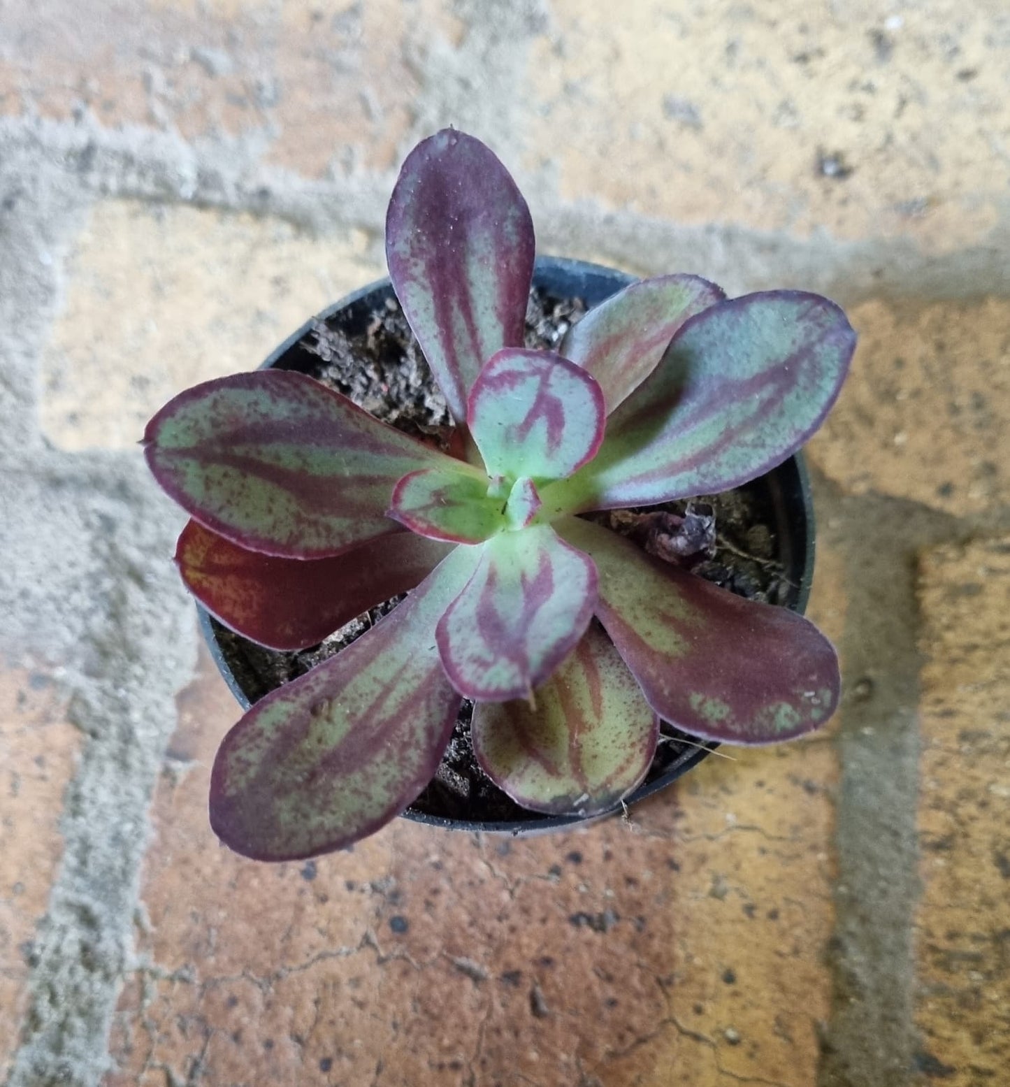 Echeveria Nodulosa