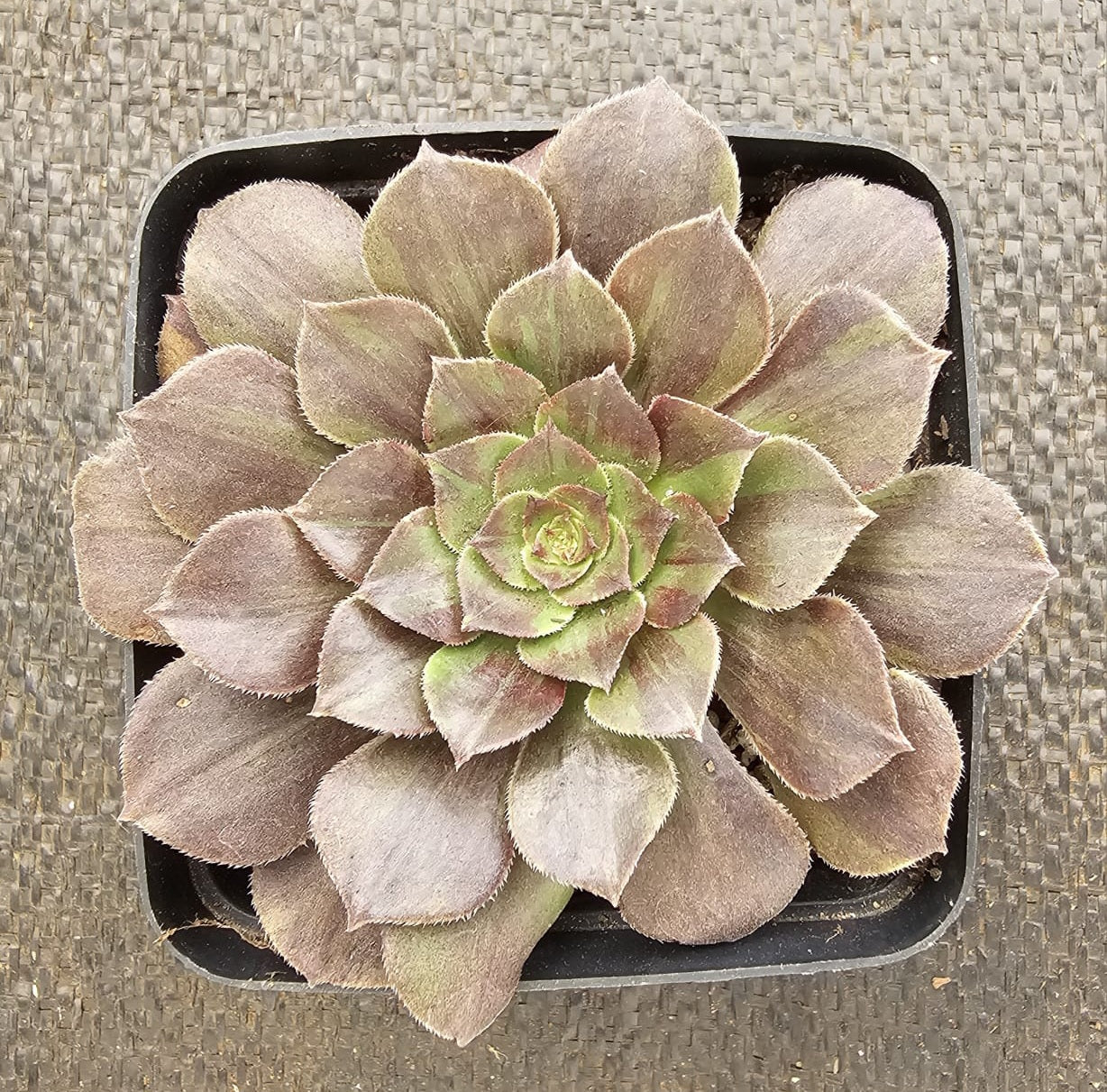 Aeonium Flowerlight