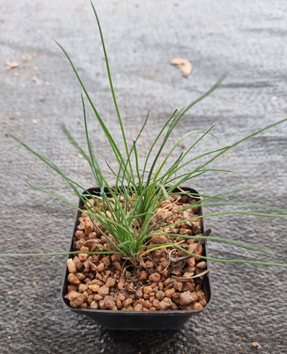 Ornithogalum Lithopsoides