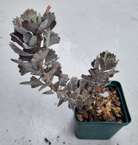Kalanchoe Rhombopilosa Pies from Heaven