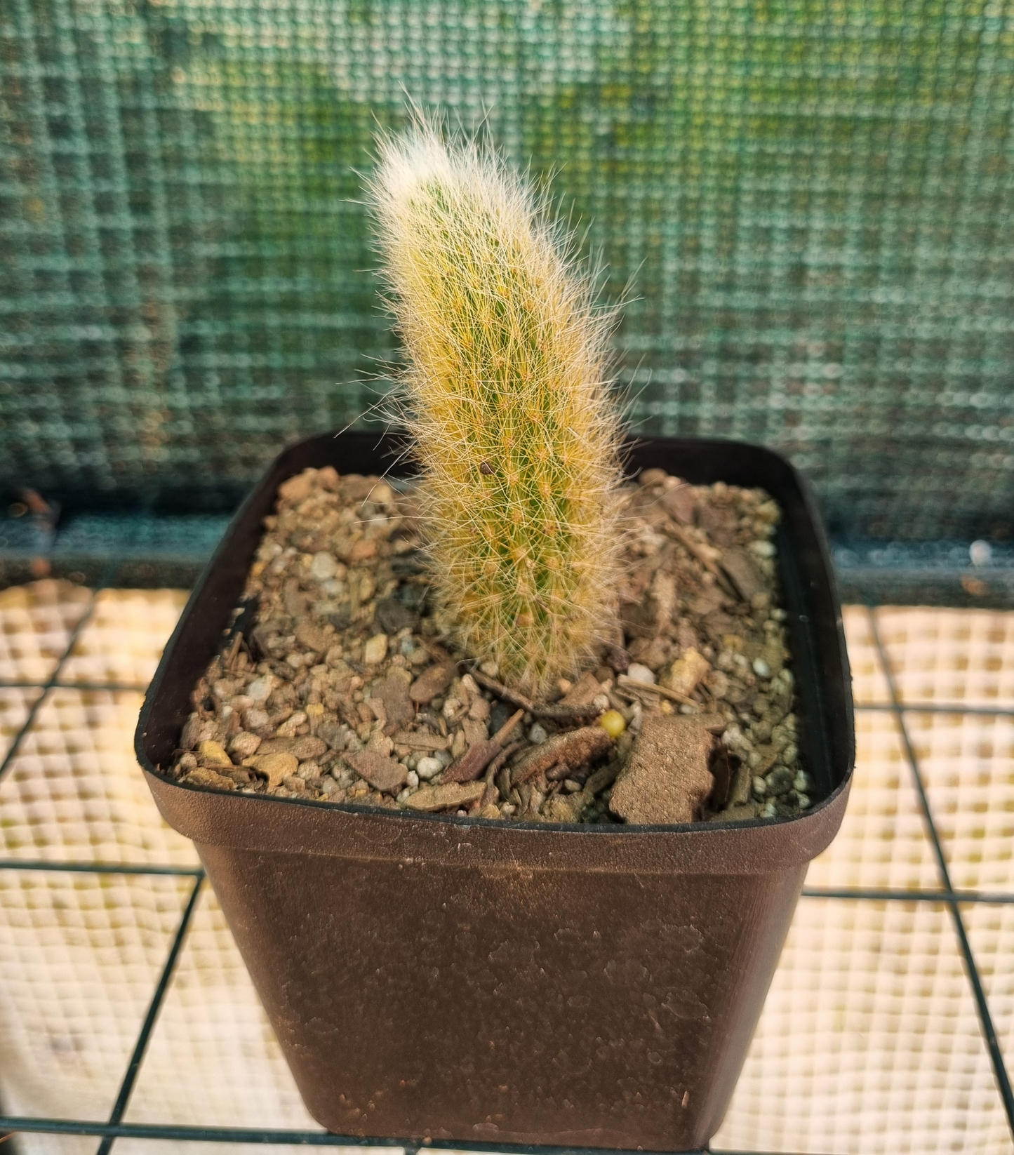 Cleistocactus Monkey Tail - Newly Rooted Pup
