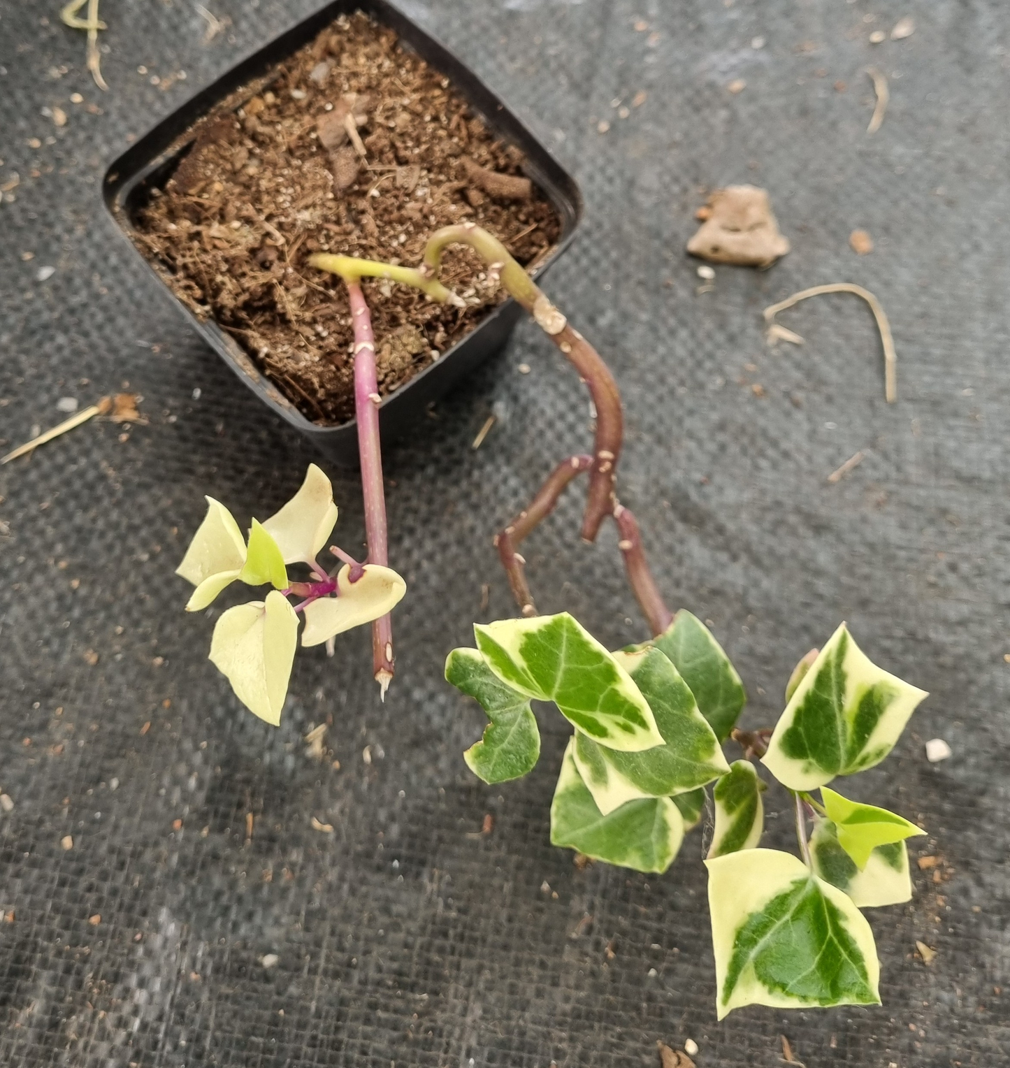Senecio Macroglossus Natal Ivy - Sml