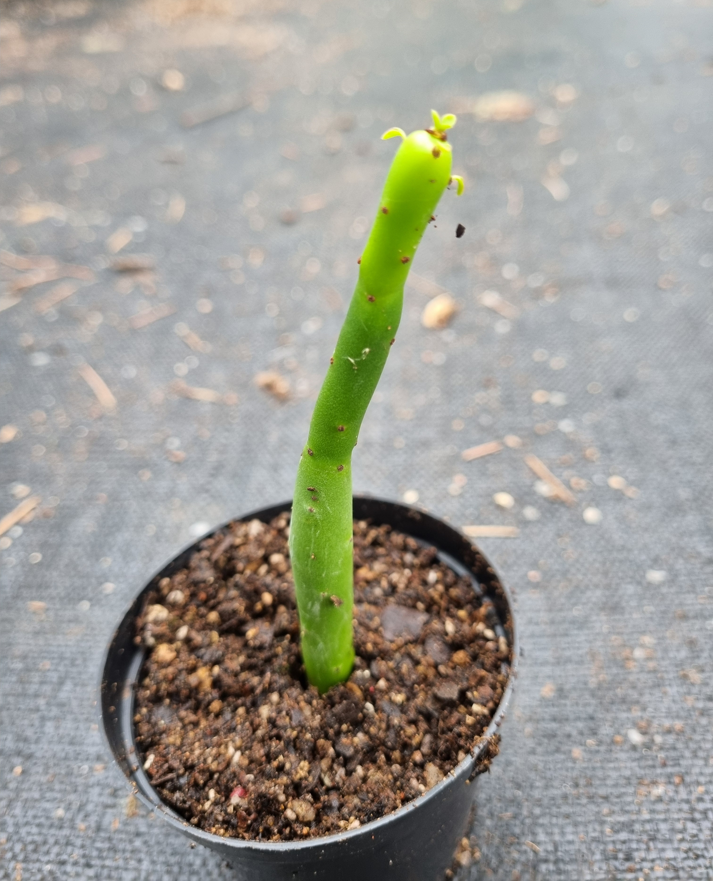 Euphorbia Allaudii