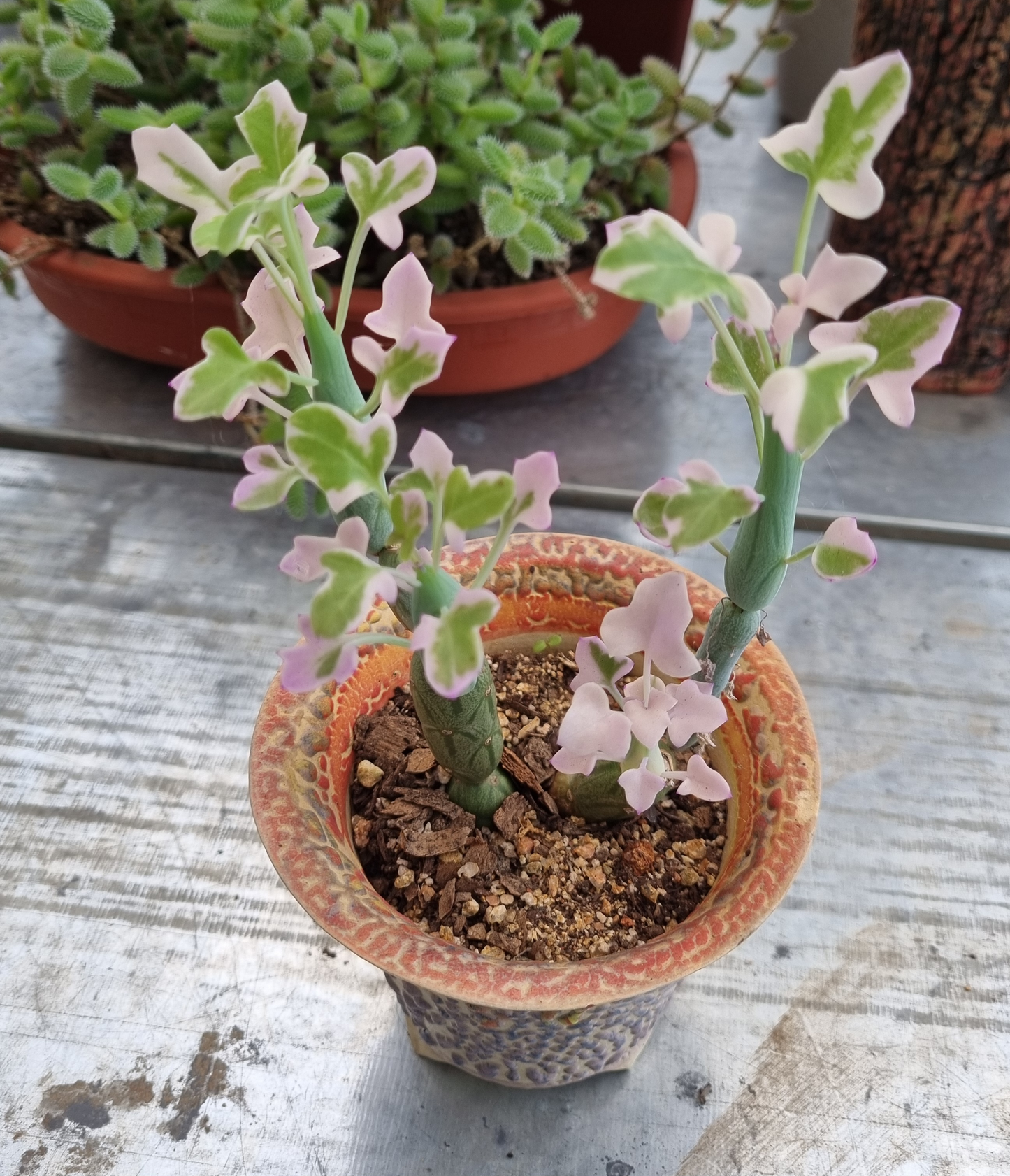 Curio Articulatus Candlelight Candle Plant + Pot