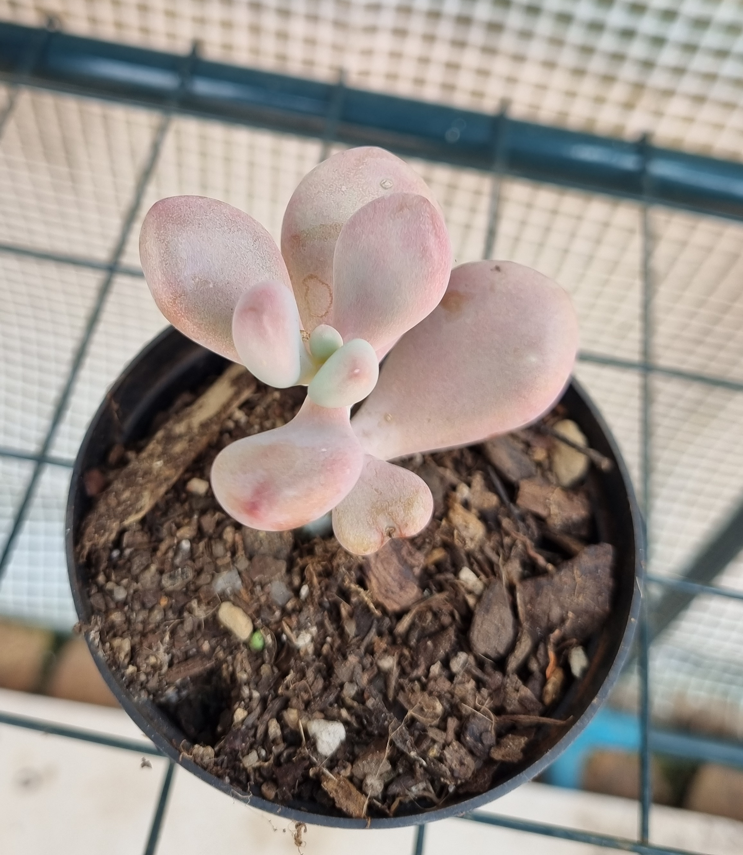 Pachyphytum Oviferum - Pink Moonstone