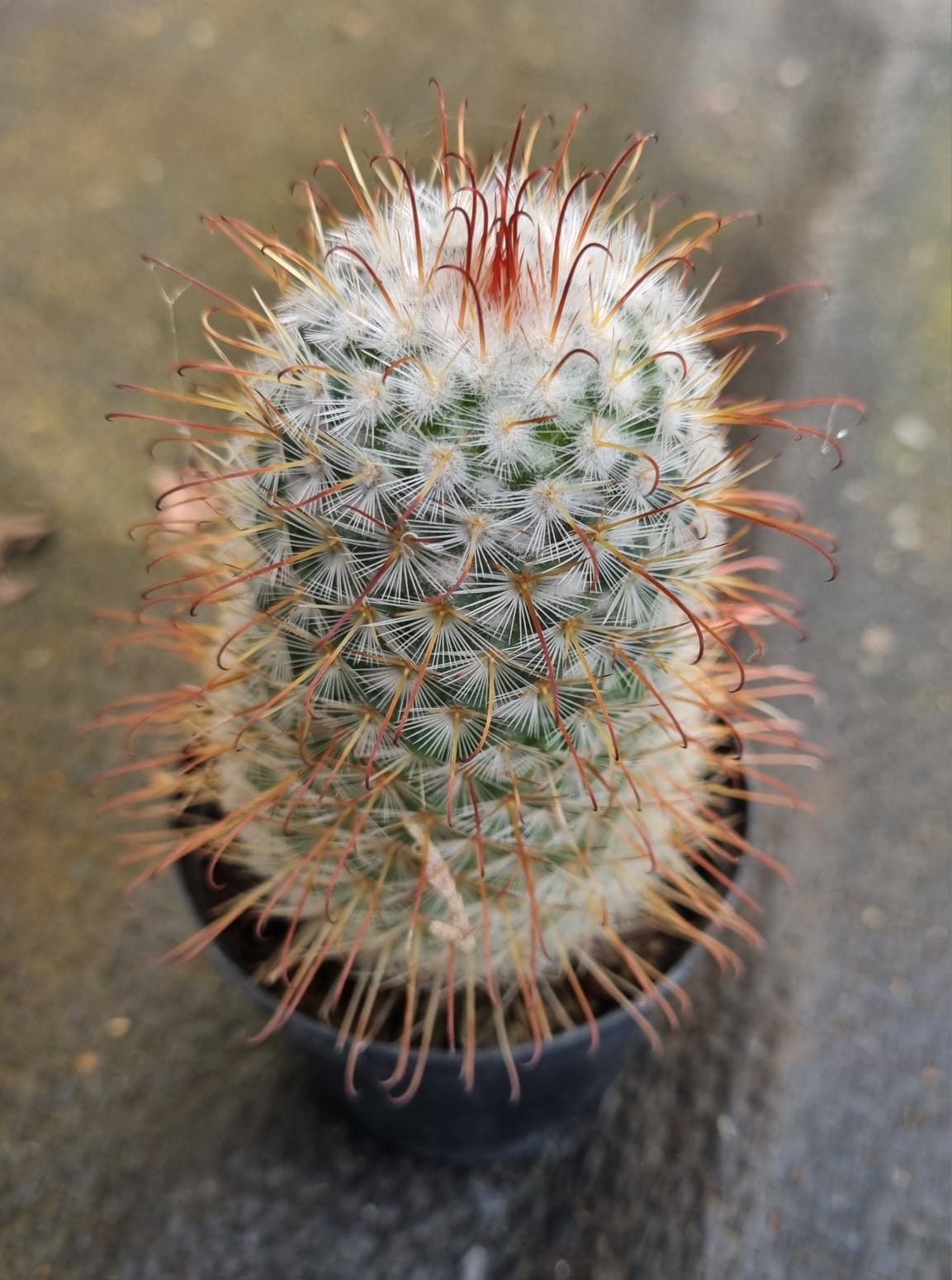 Mammillaria Bocasana