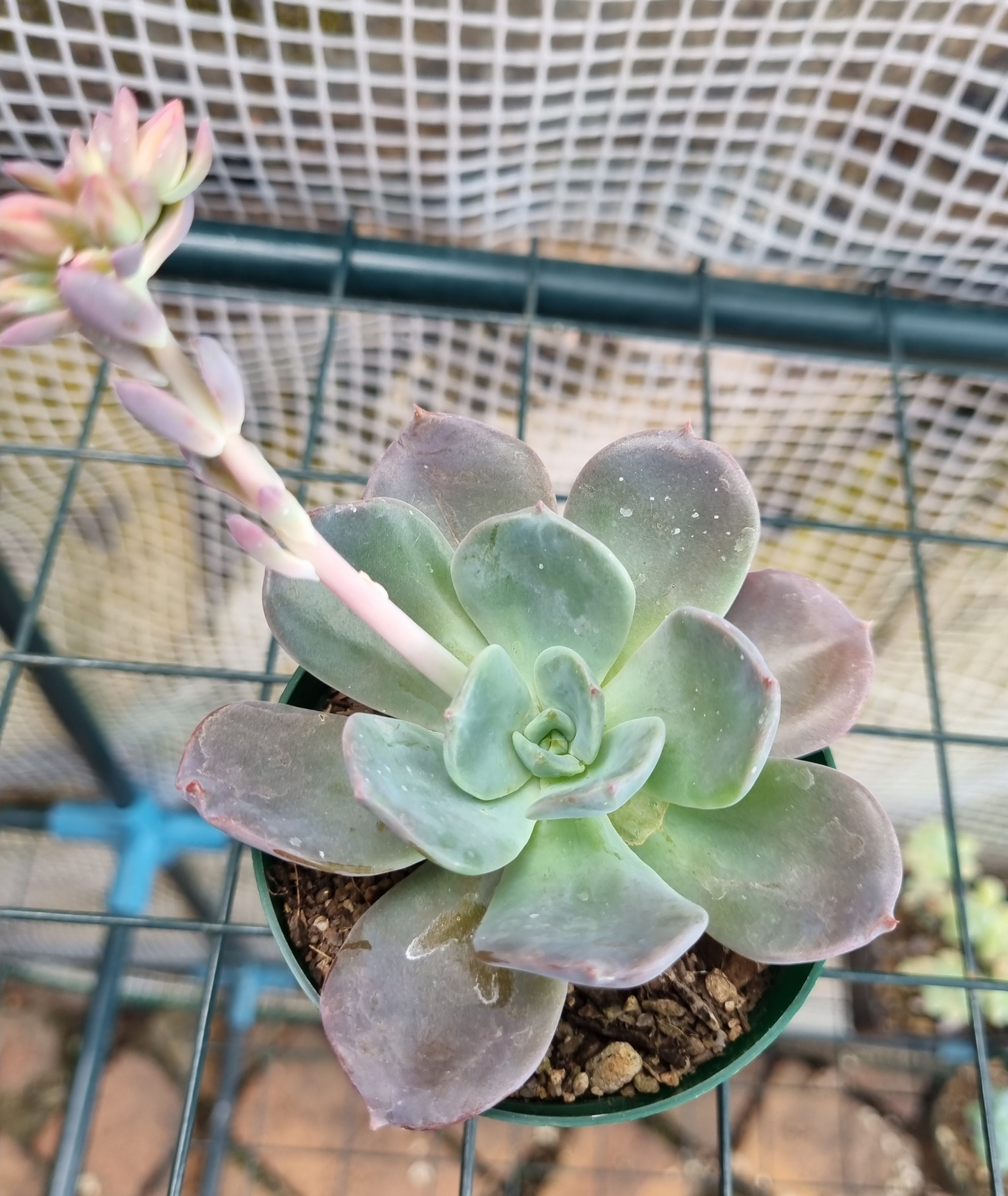 Echeveria Blue Prince