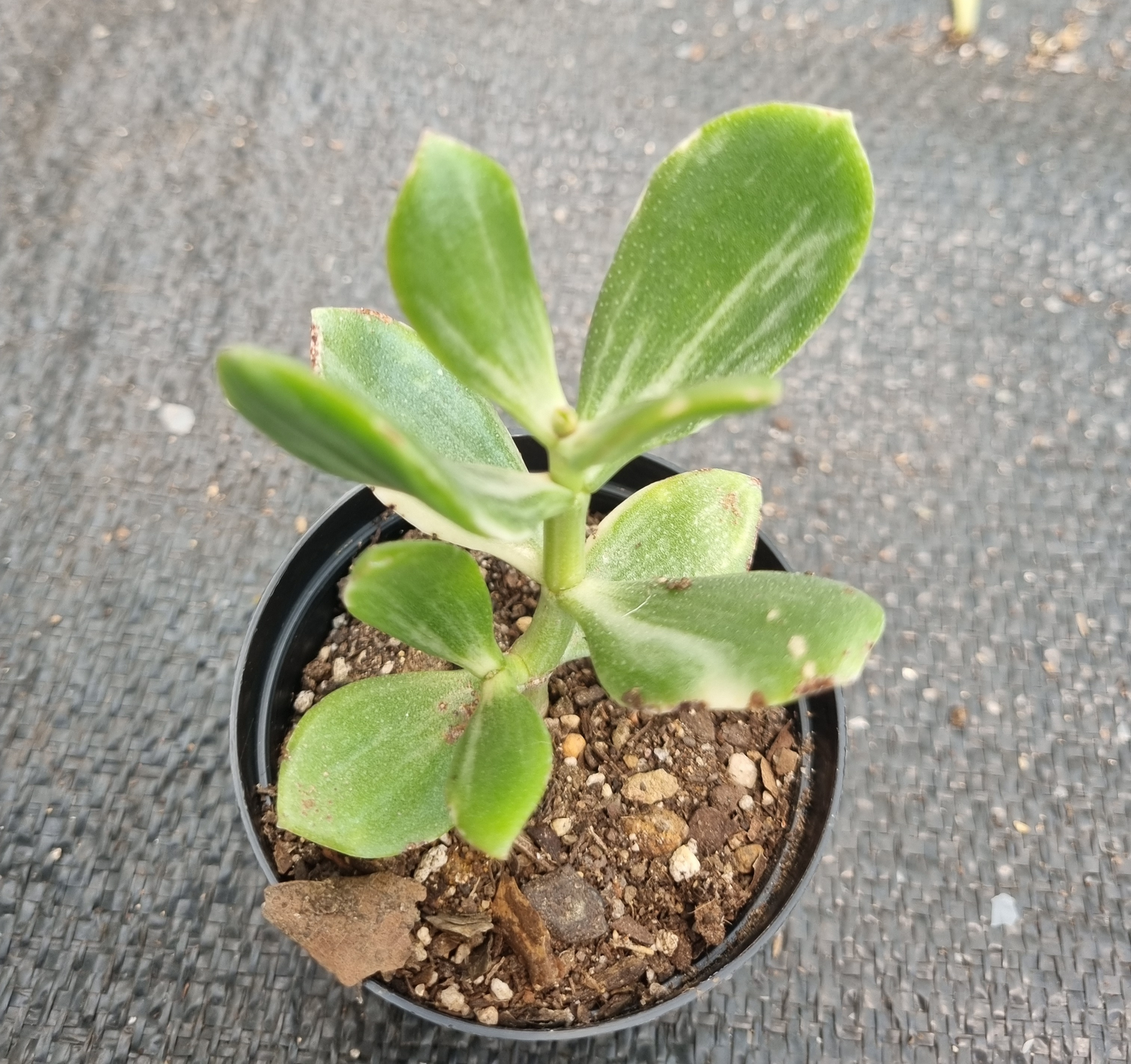 Crassula Ovata Variegated