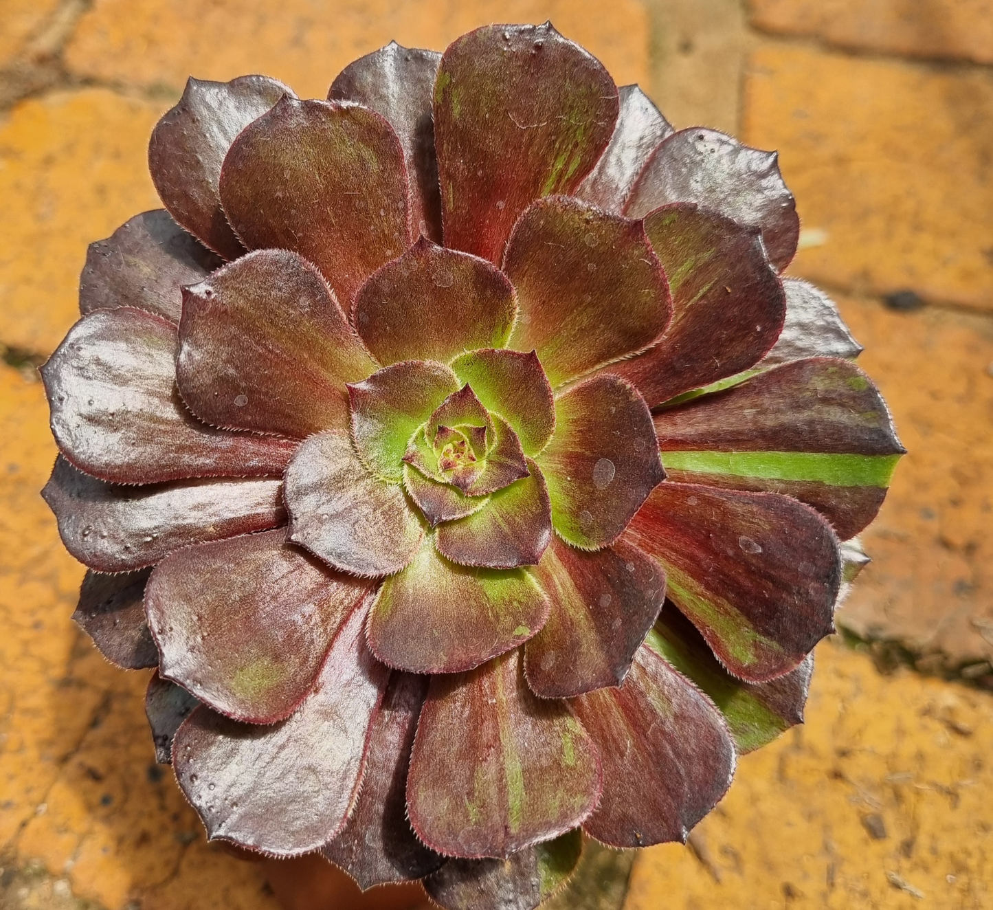 Aeonium Big Bang