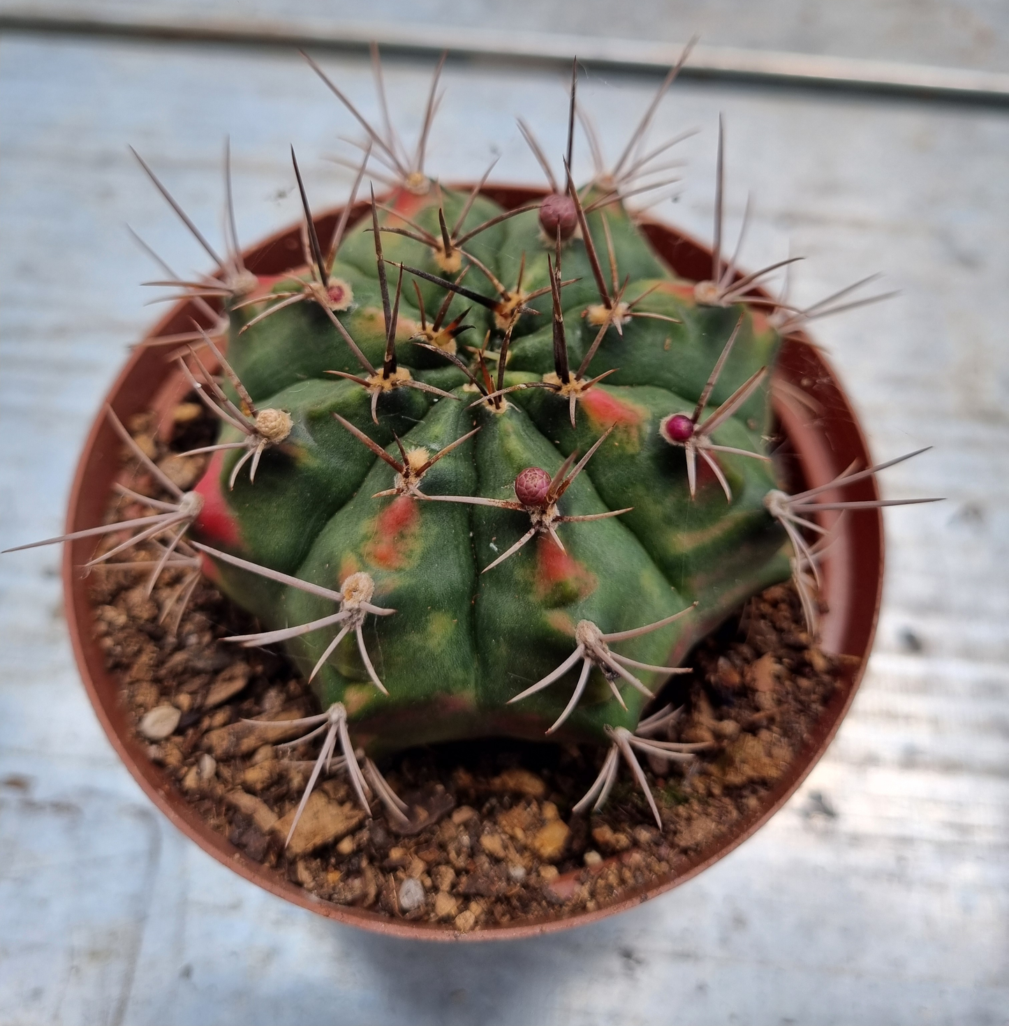 Gymnocalycium Variegated