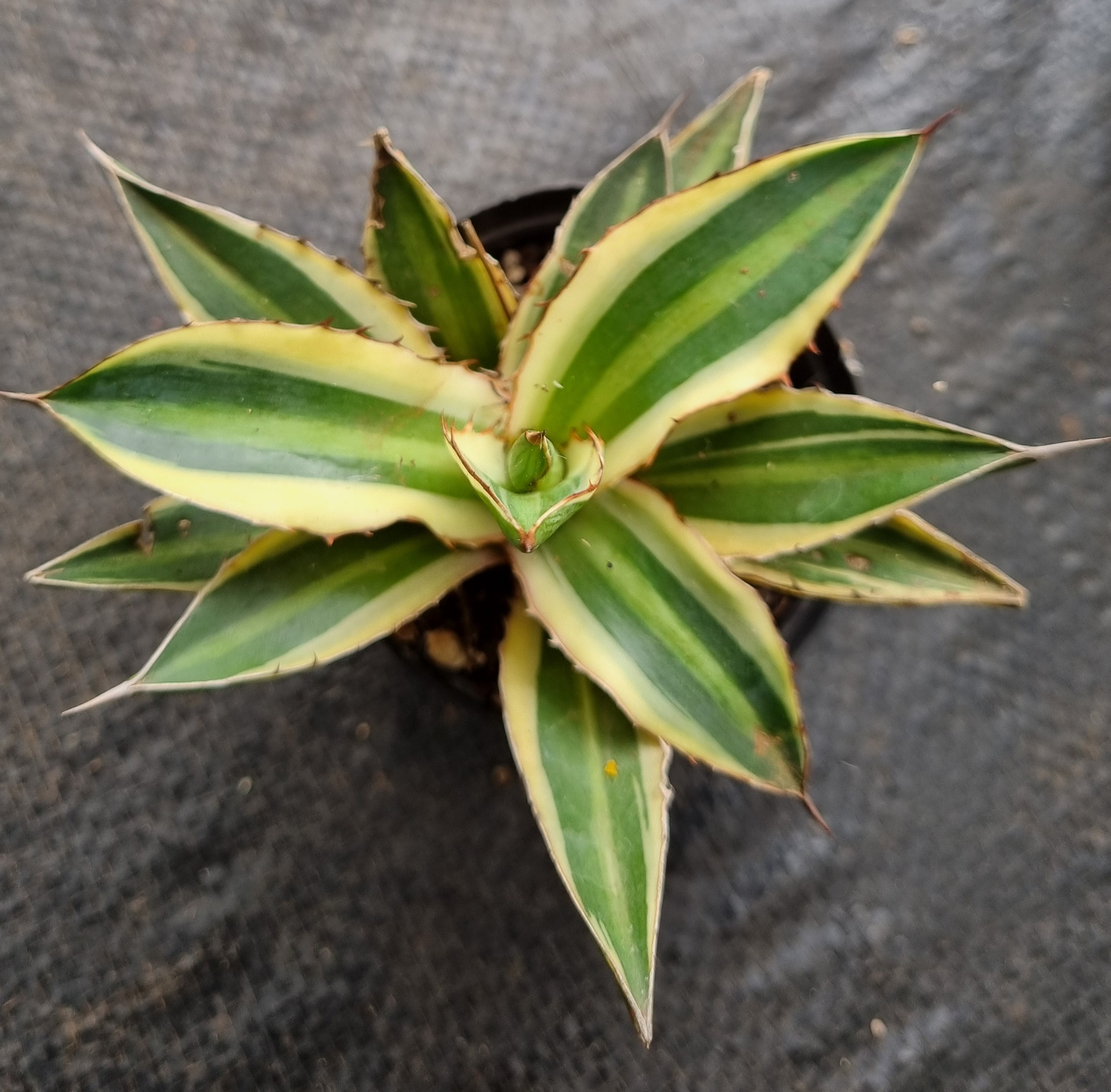 Agave Quadricolor Sml