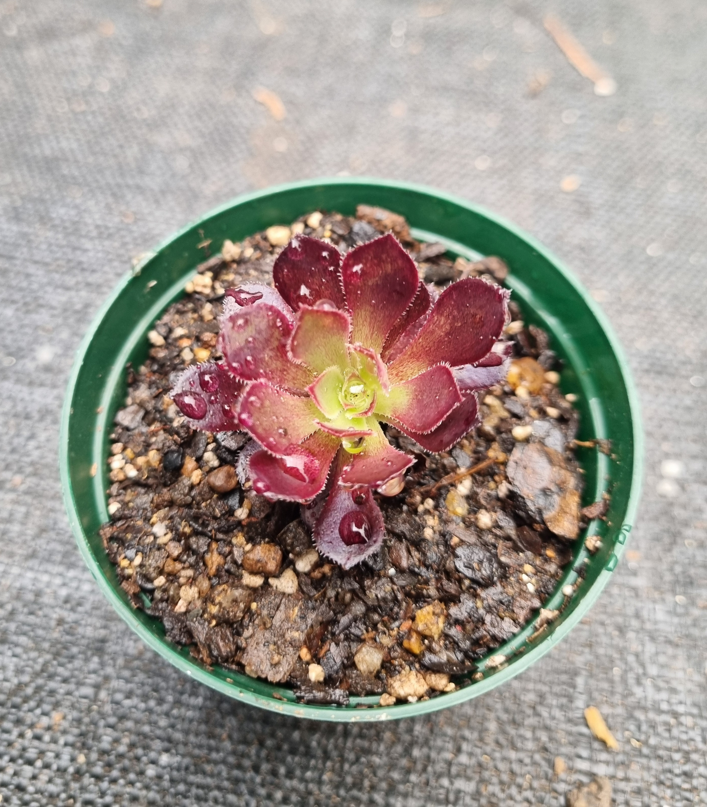 Aeonium Choc Cola