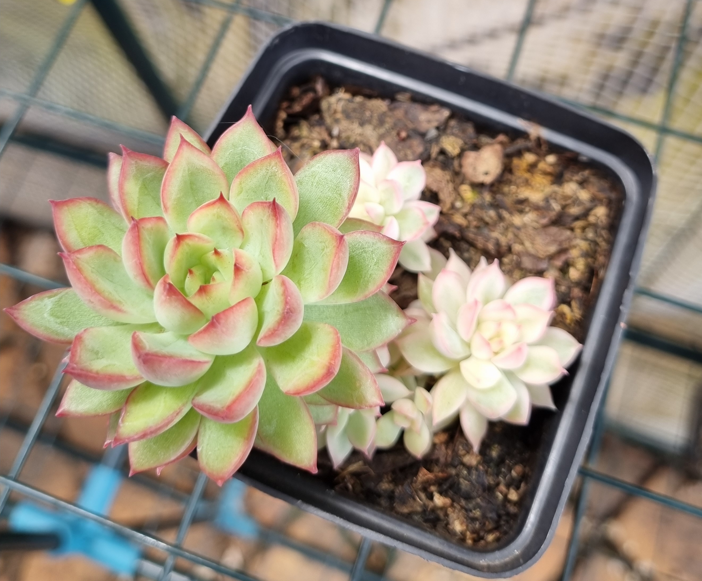 Echeveria Subsessilis