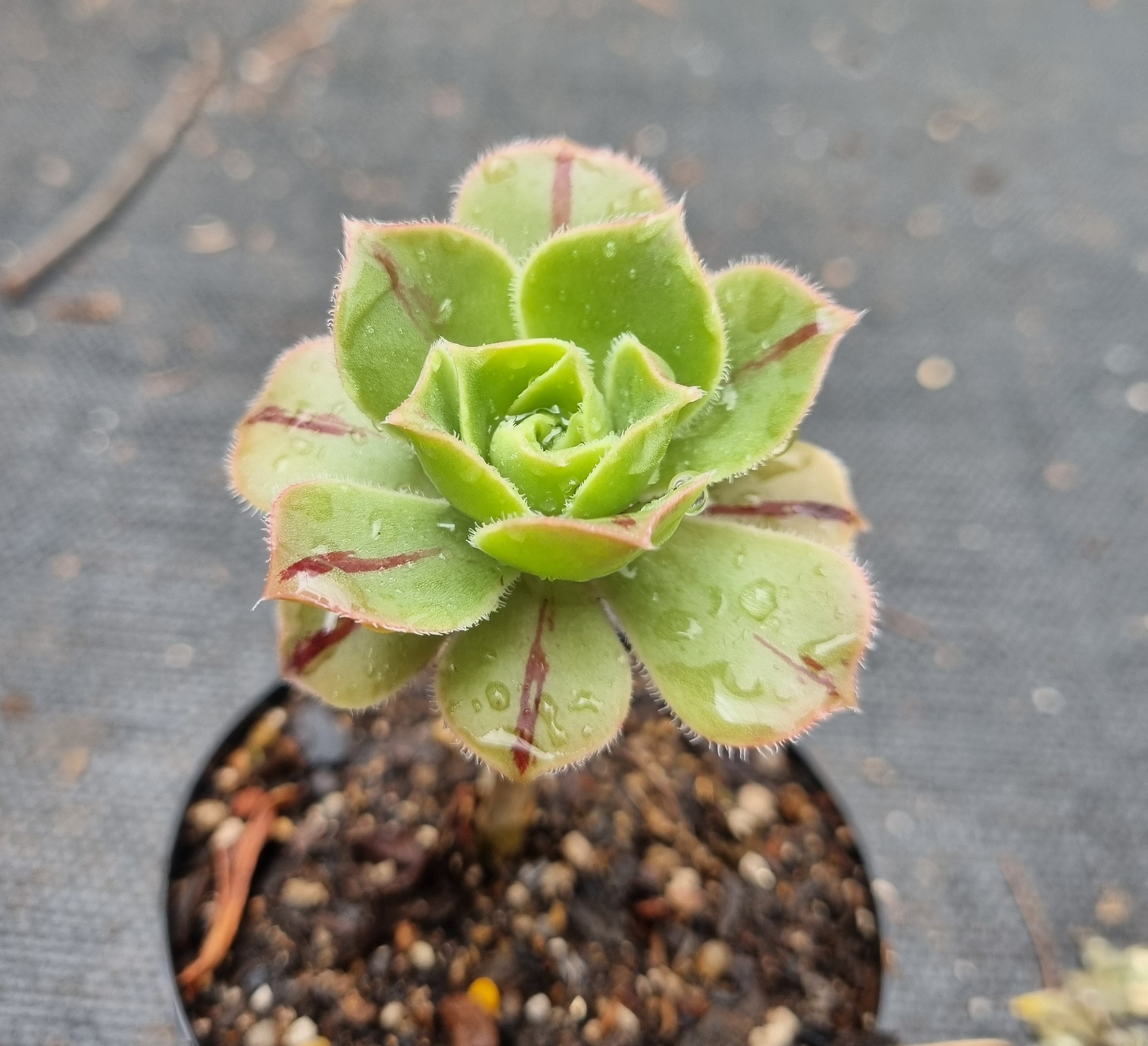 Aeonium Leucoblepharum