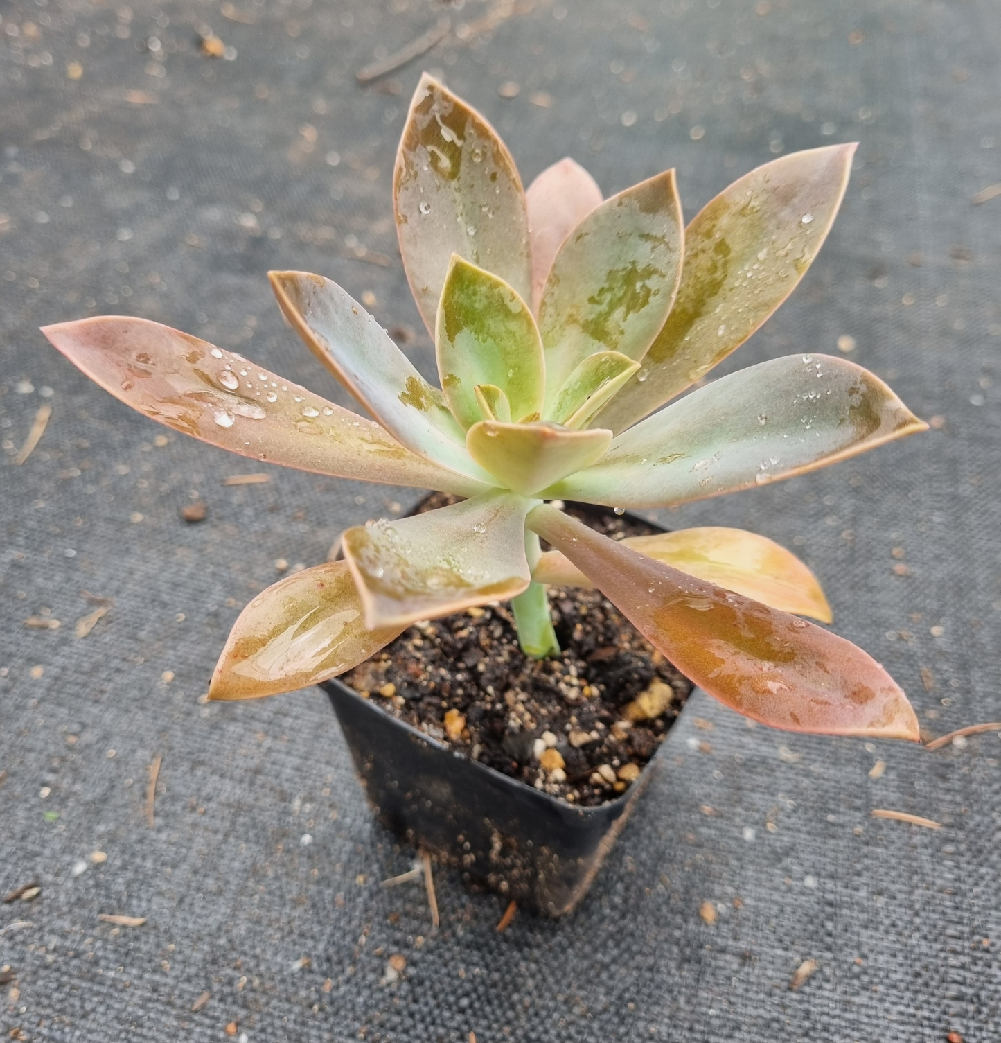 Graptoveria Fred Ives