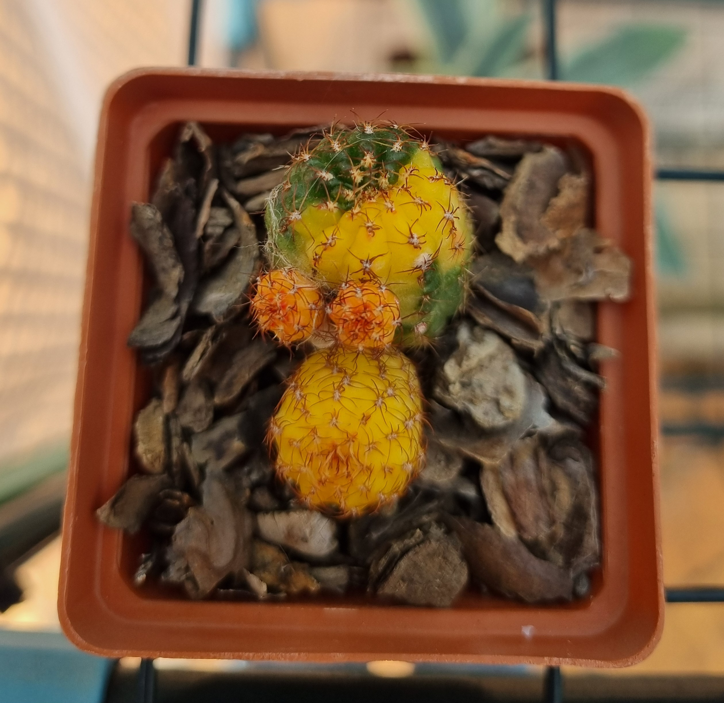 Rebutia SP Variegated