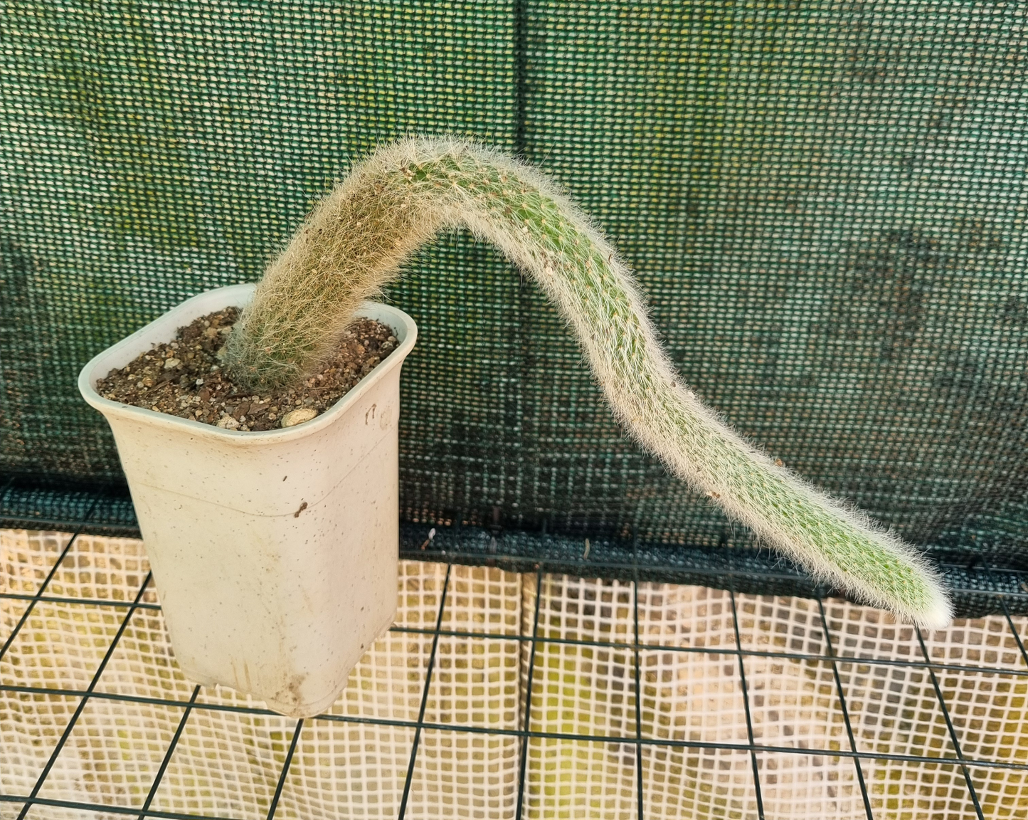 Cleistocactus Monkey Tail 30cm Plus