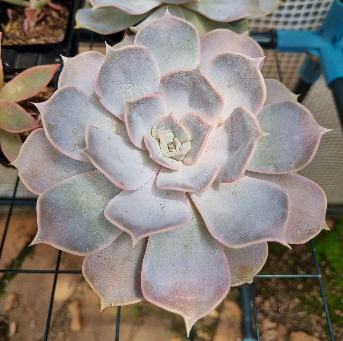 Echeveria Lilacina Ghost