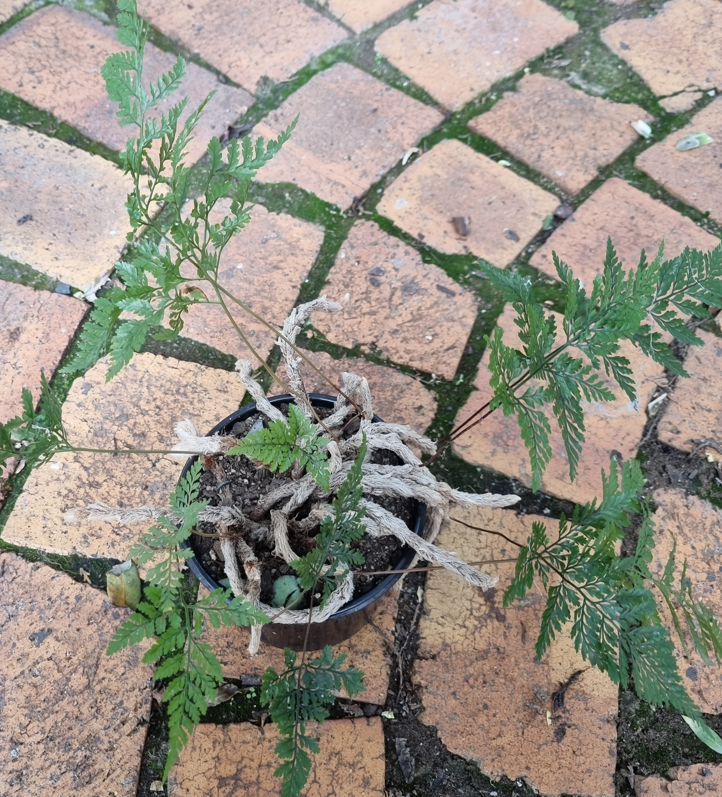 Devallia Fejeensis - Rabbits Foot Fern