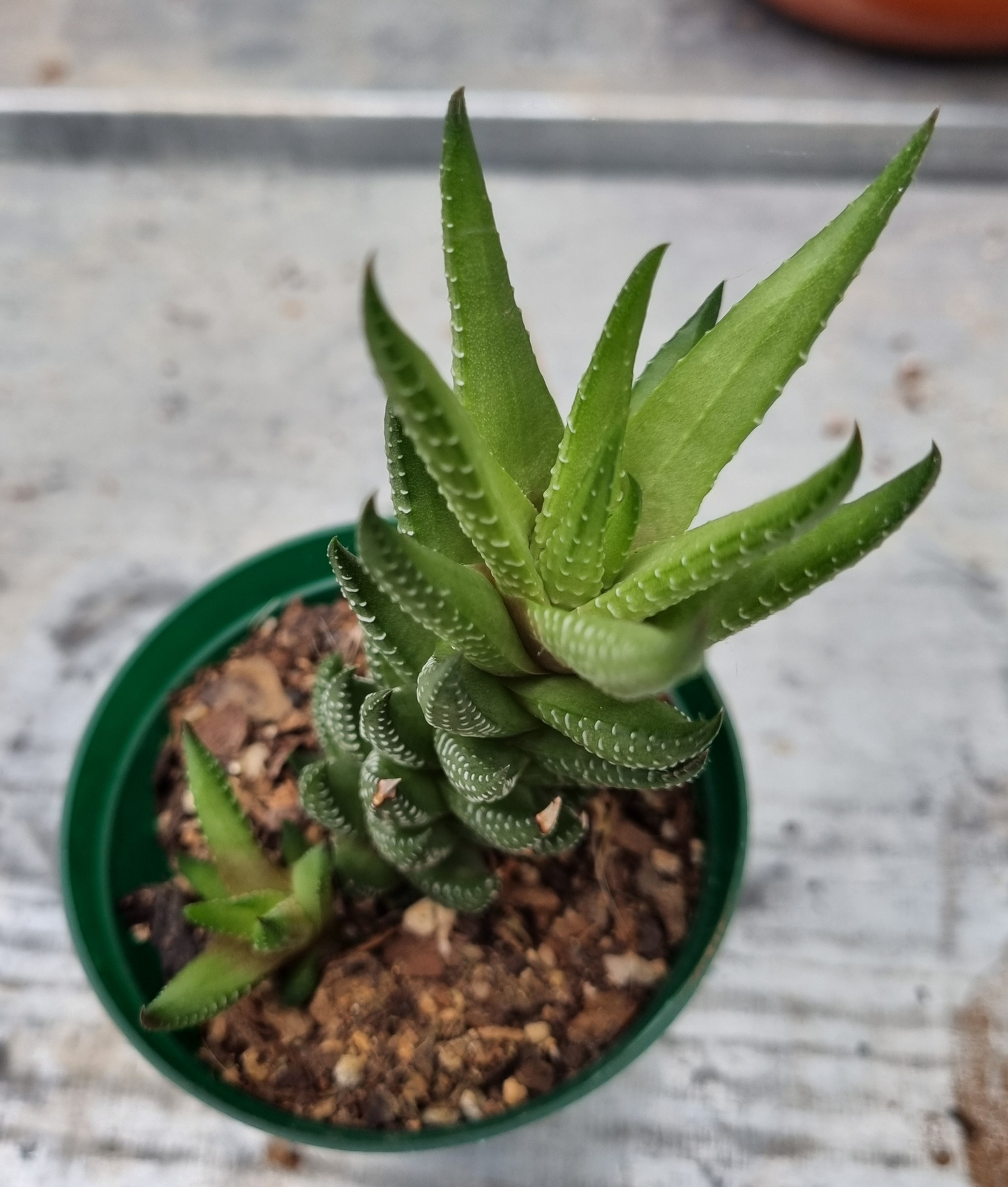 Haworthia Reinwardtii