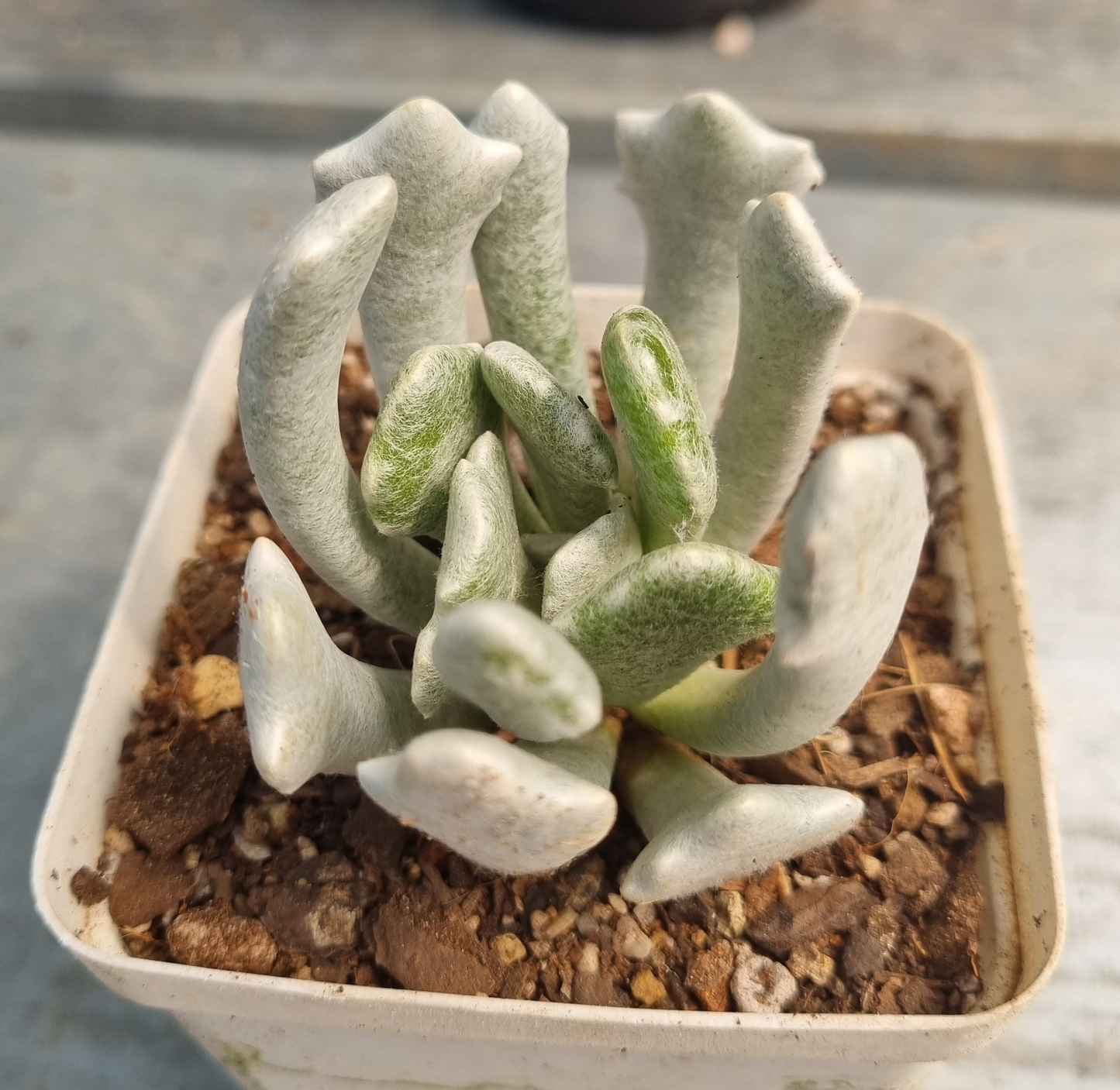 Caputia Scaposa Addoensis