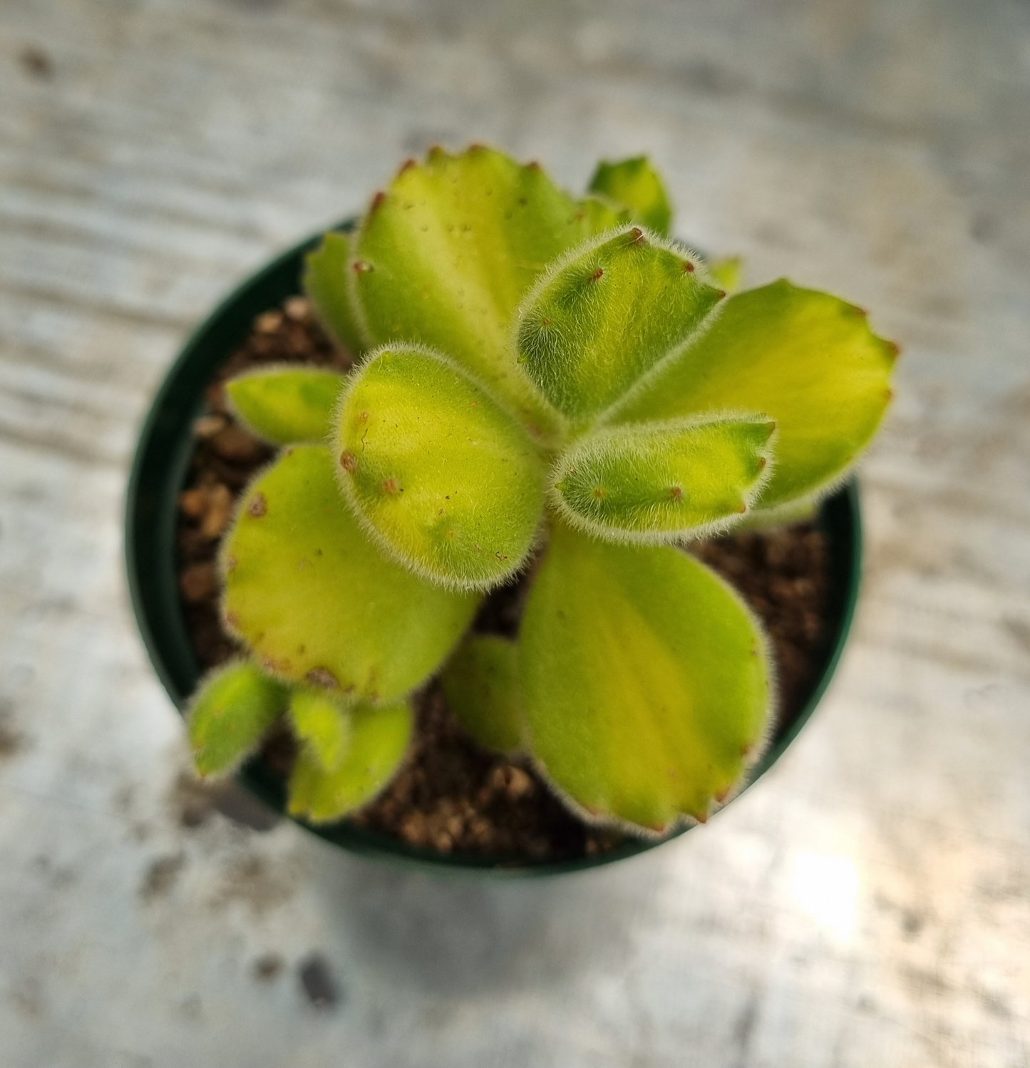 Cotyledon Tomentosa Bear Paw YV