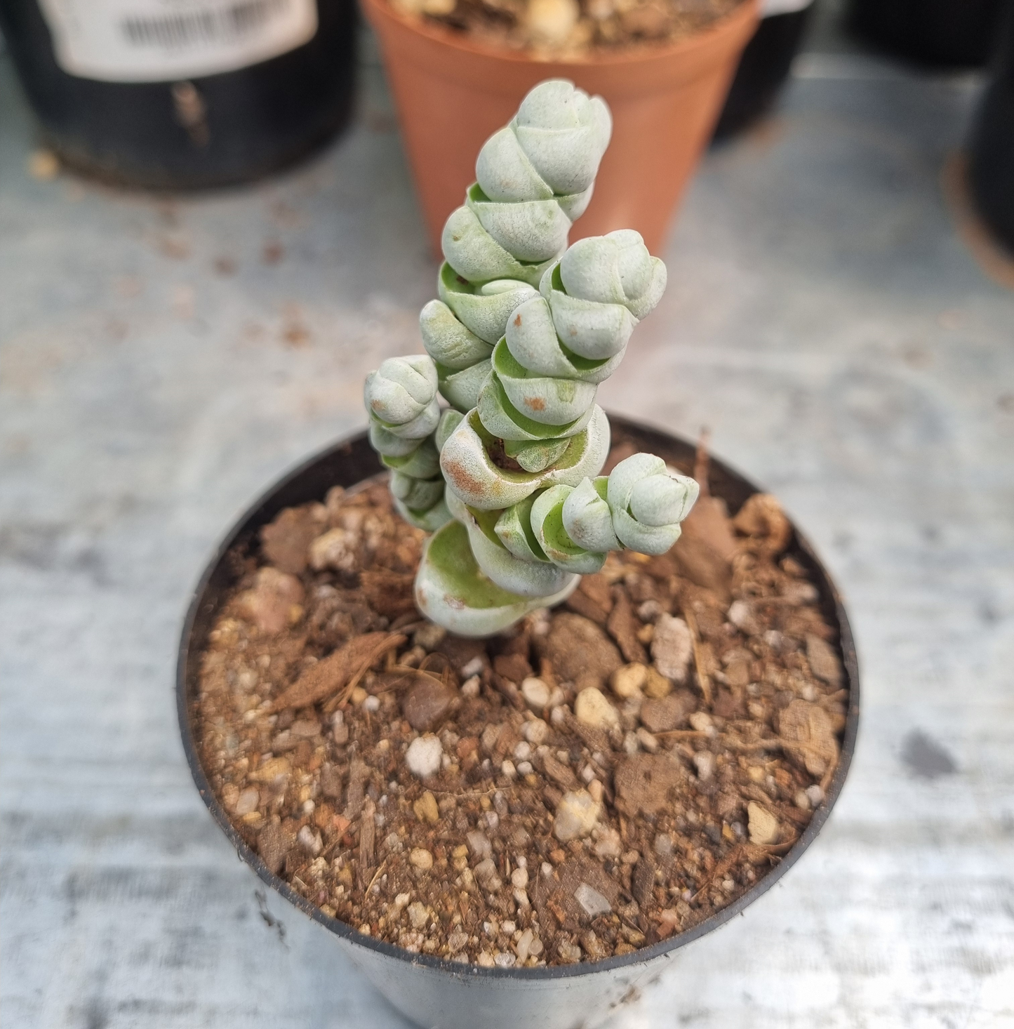 Crassula Deceptor Arta