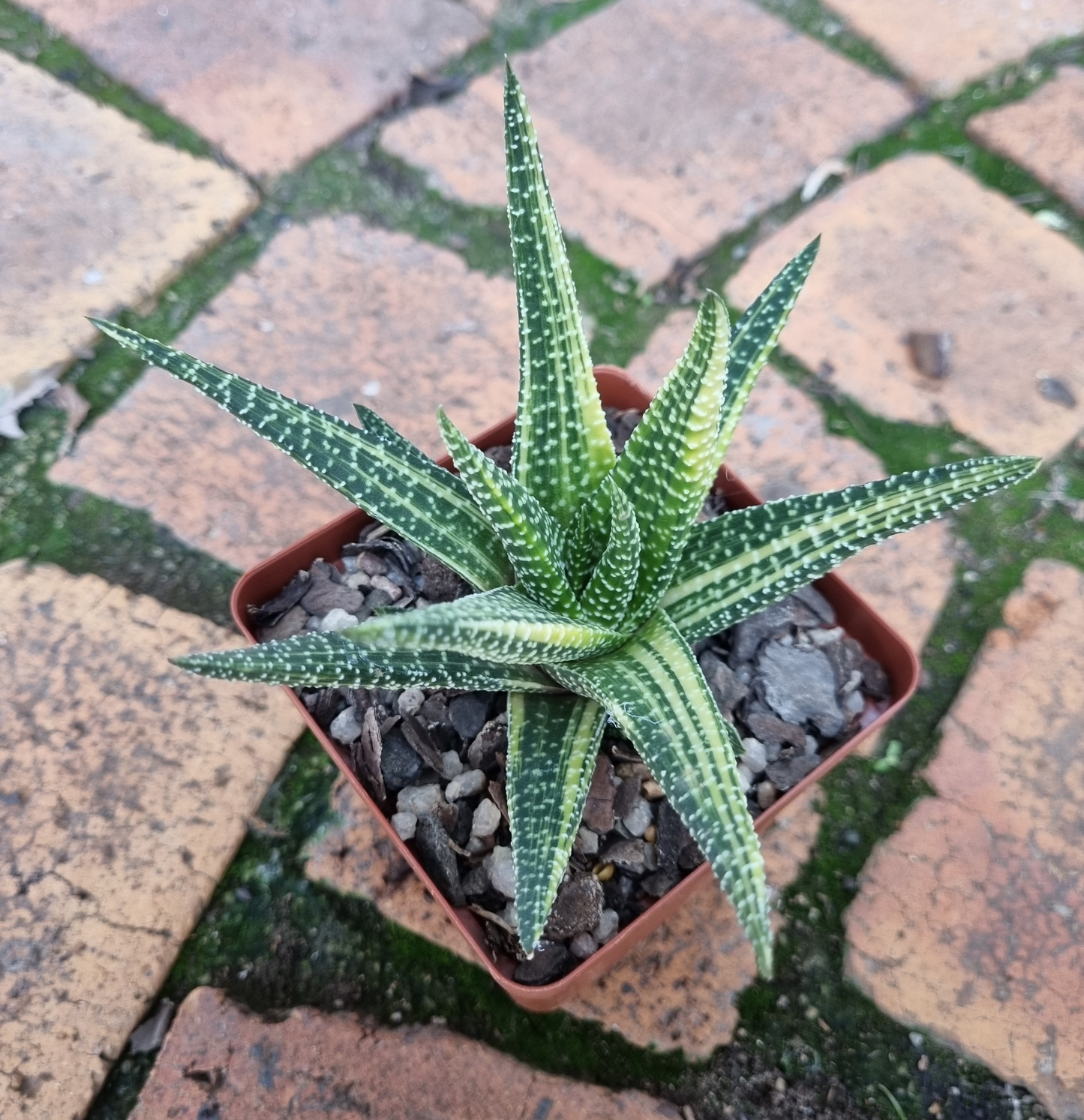 Gasteraloe SP Variegated