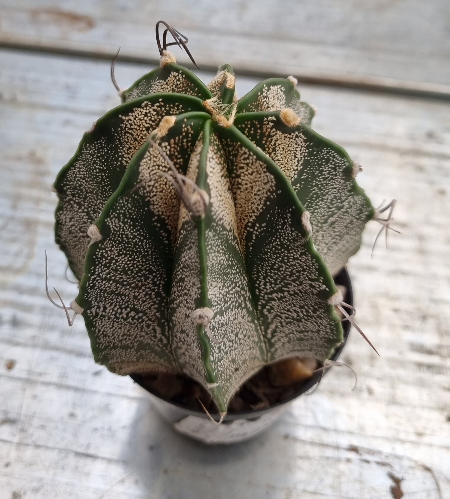 Astrophytum Capricorne
