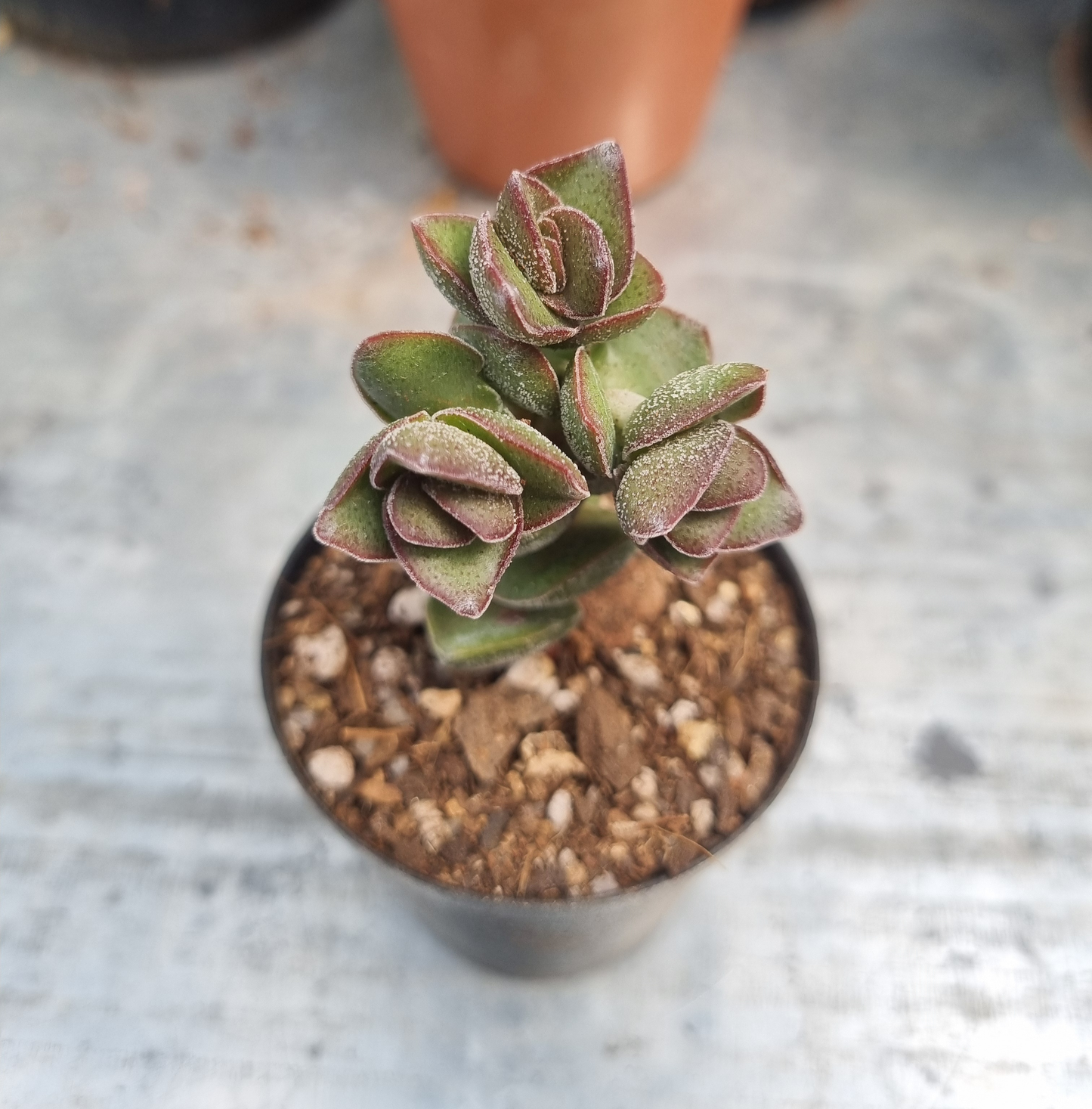 Crassula Rupestris Kougaensis Brown Sosatie