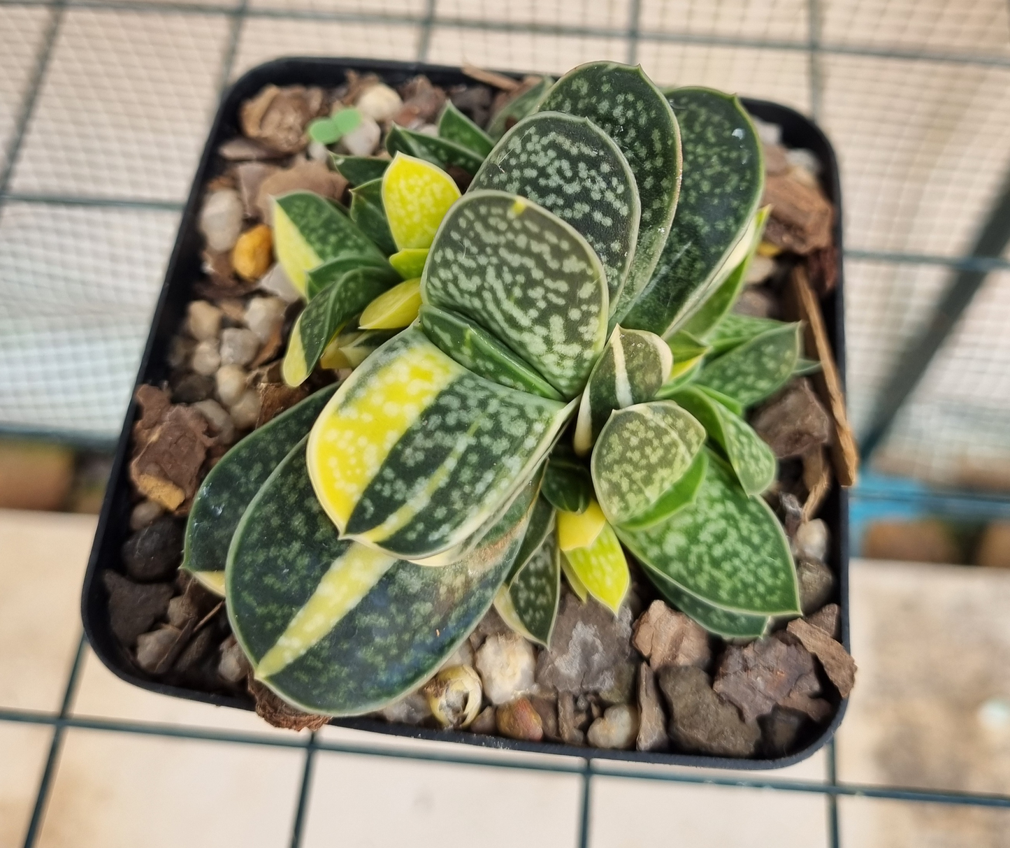 Gasteria Minima Variegated -M