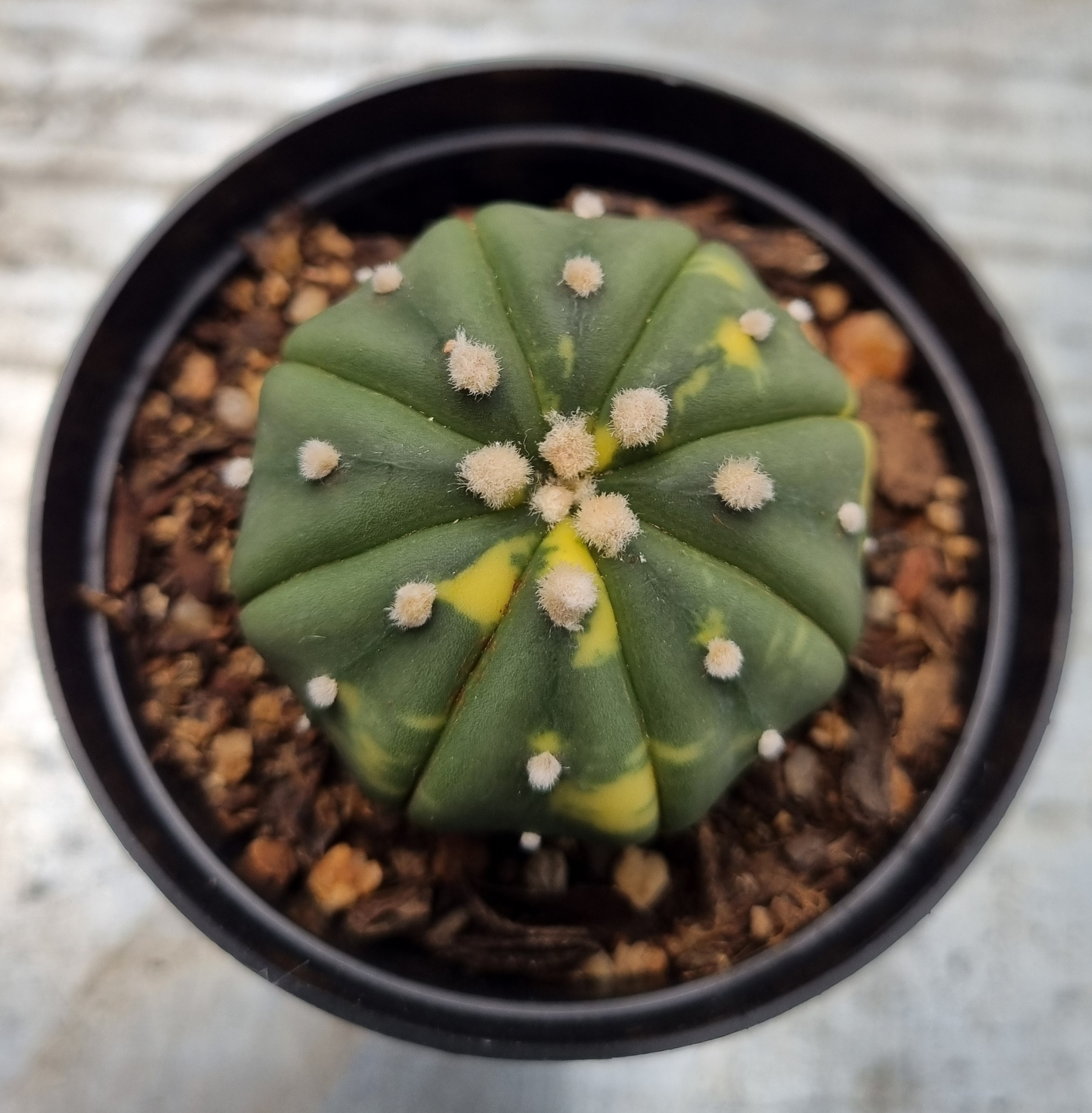Astrophytum Asterias Variegated - Med