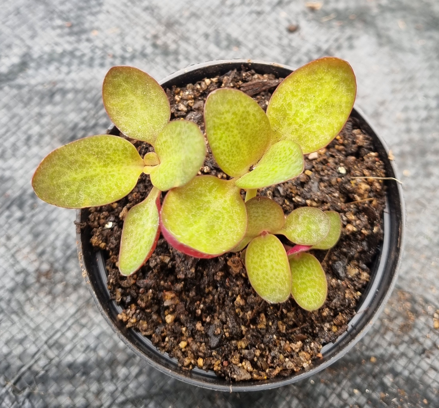 Crassula Streyi Toelken