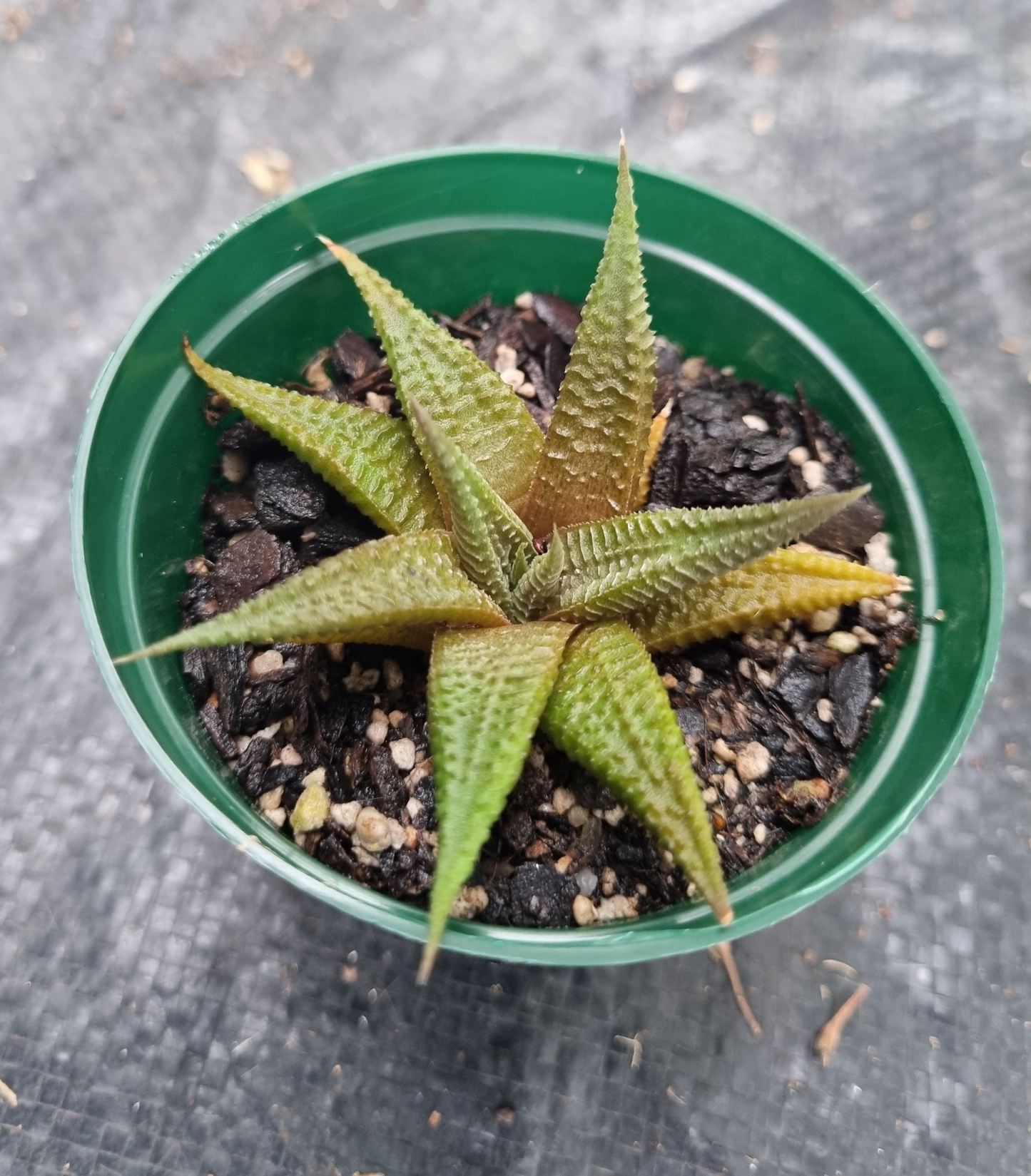 Haworthia Limifolia Fairy Washboard