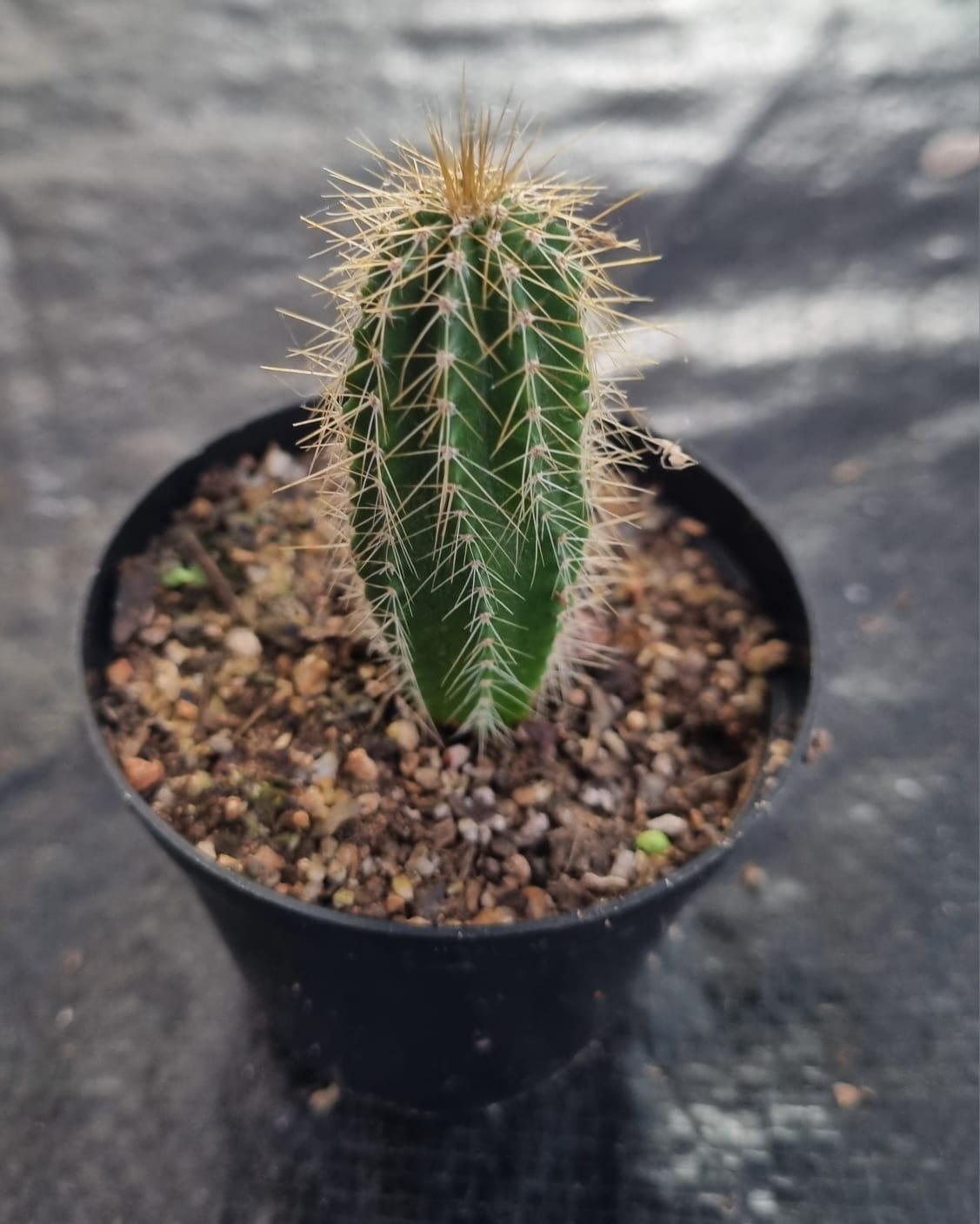 Neobuxbaumia Polylopha