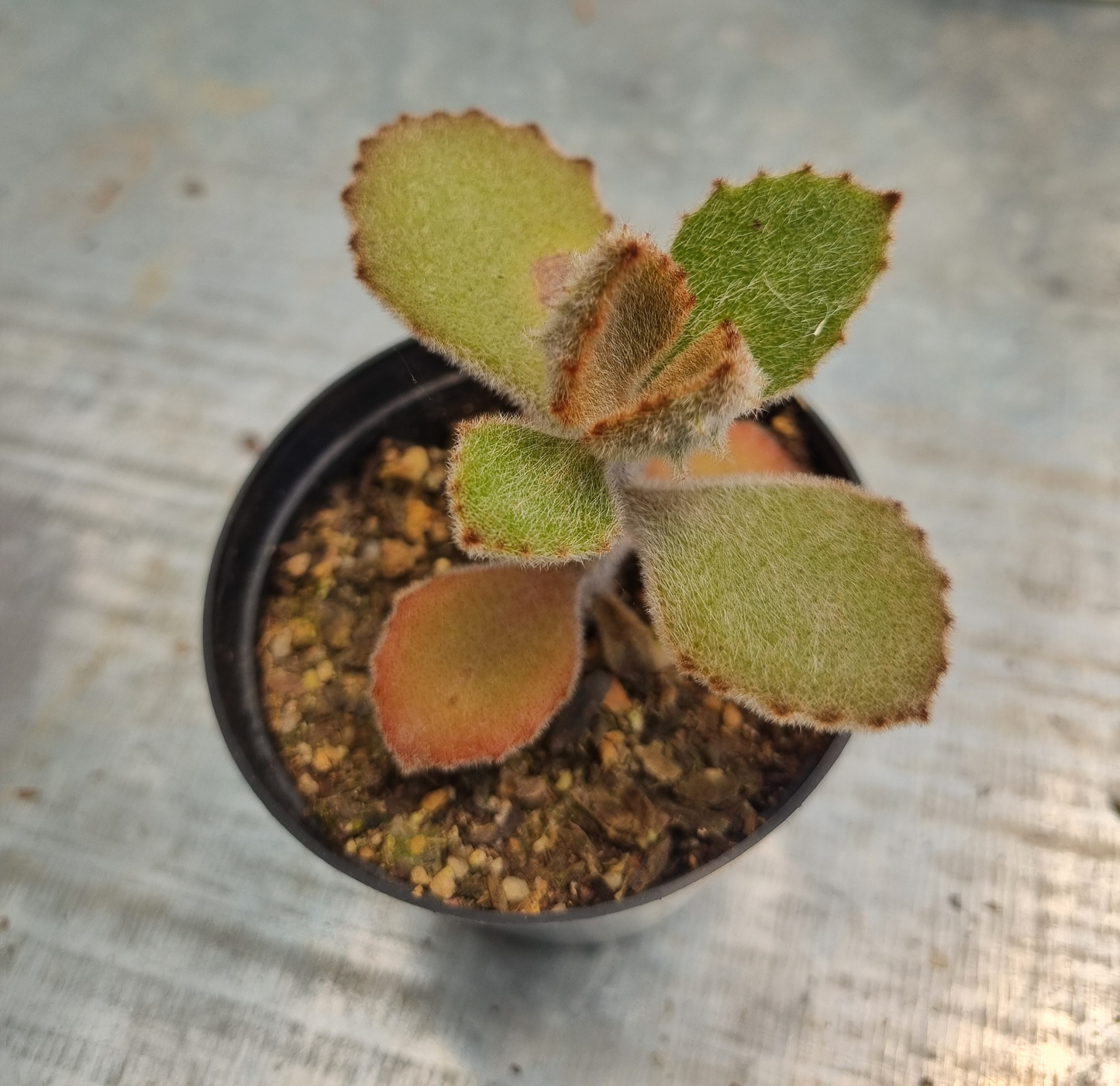 Kalanchoe Beharensis Fang - Sml